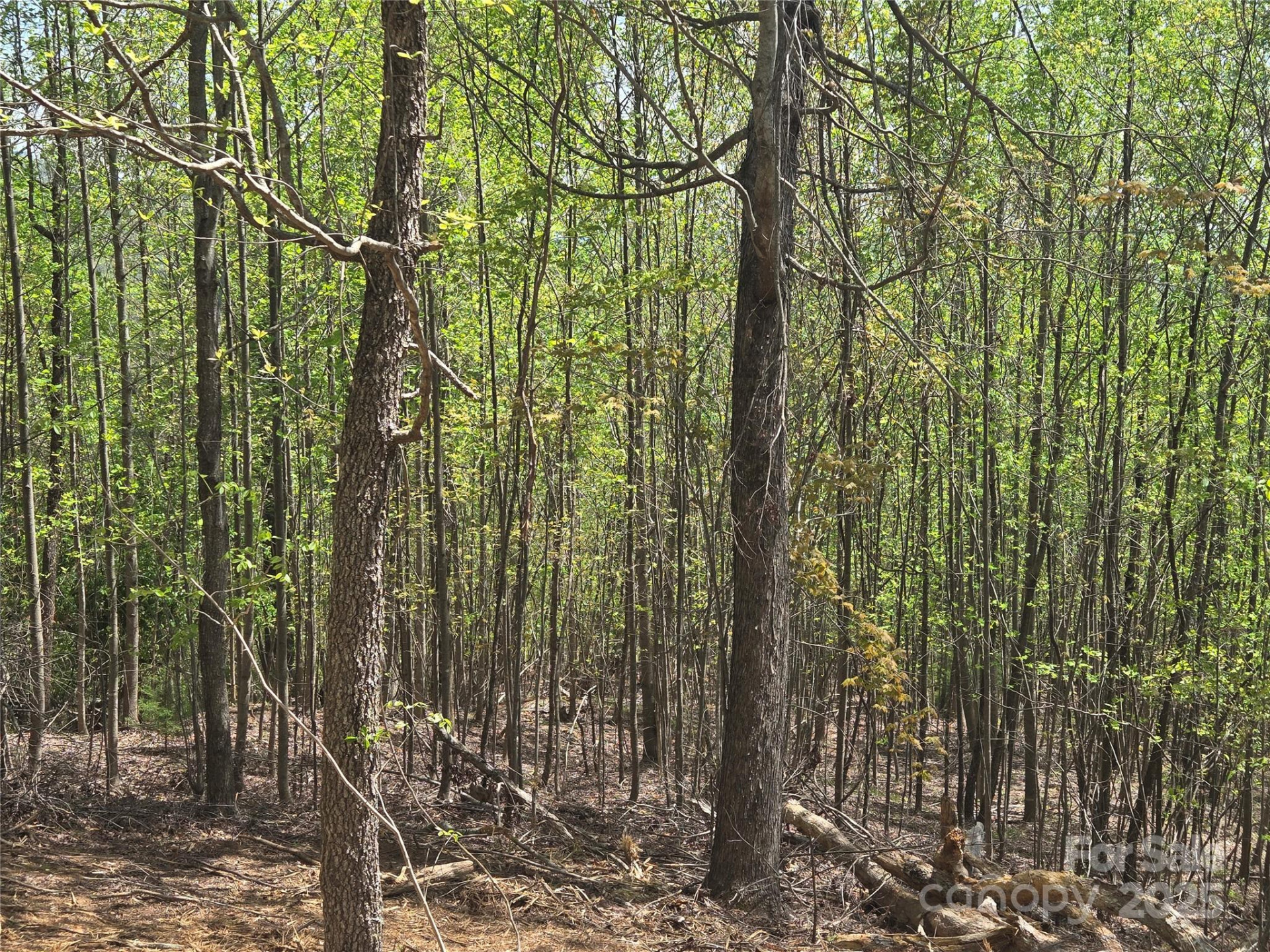 Lot 16 High Rock Ridge - Photo 10