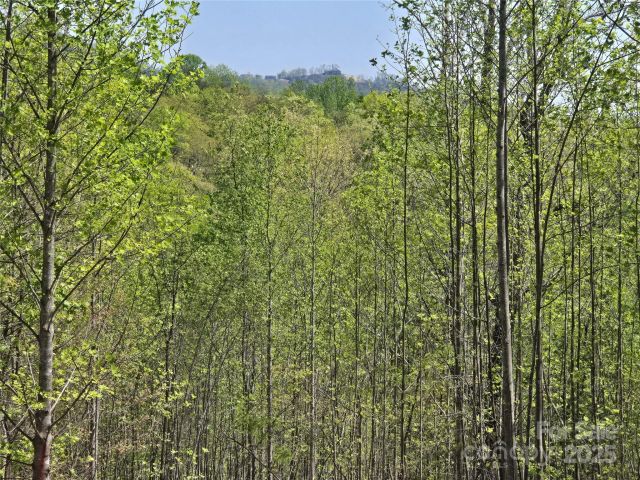 Lot 17 Touch Me Not Trail