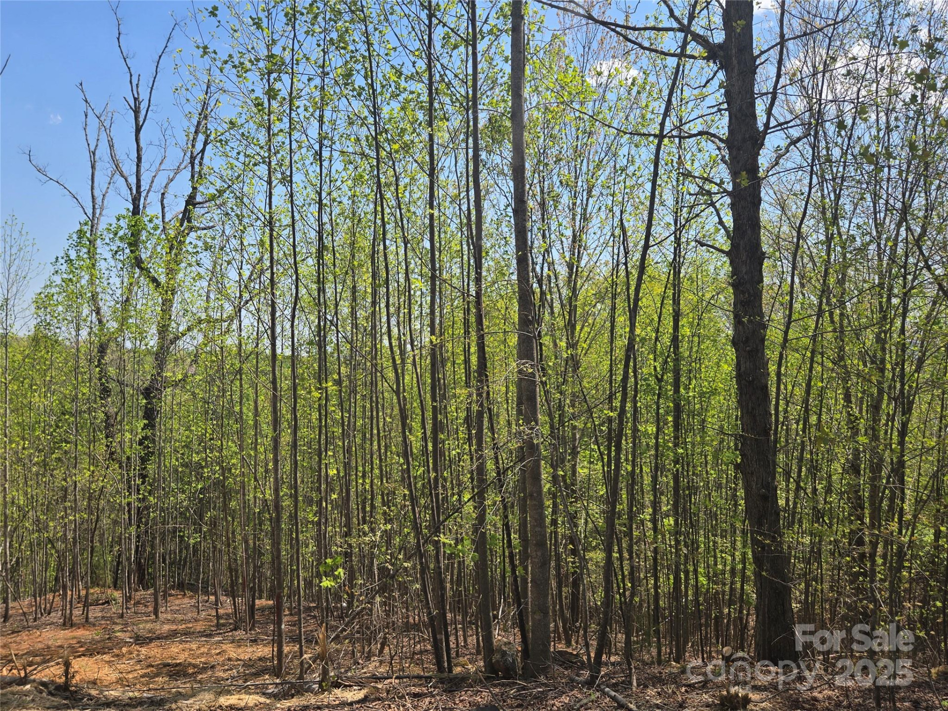 Lot 17 Touch Me Not Trail - Photo 7