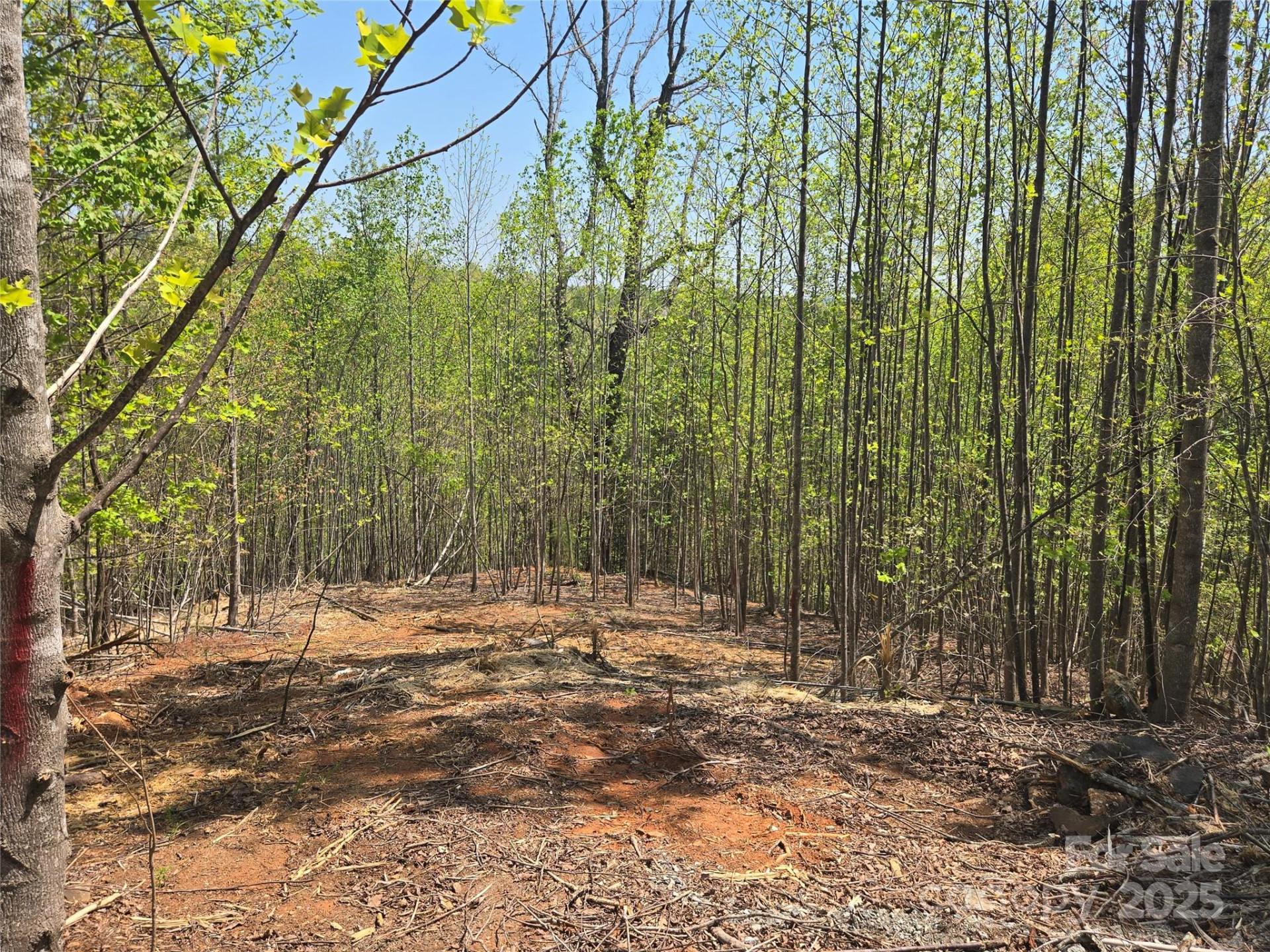 Lot 17 Touch Me Not Trail - Photo 10