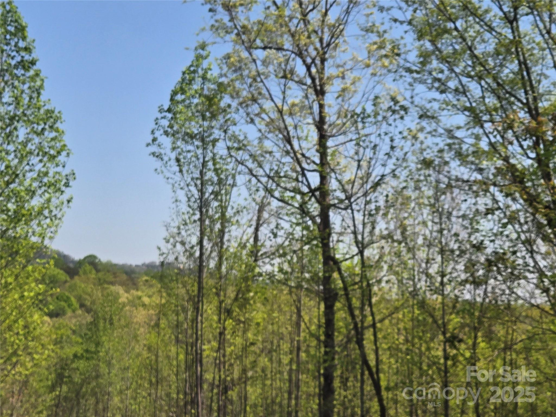 Lot 20 Touch Me Not Trail - Photo 2