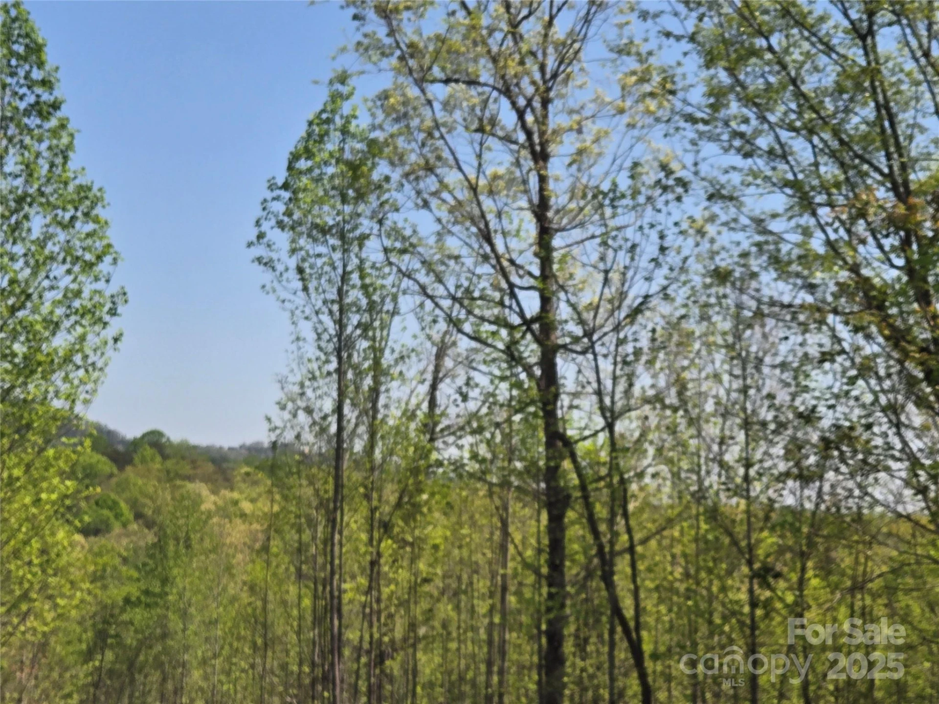 Lot 20 Touch Me Not Trail - Photo 2