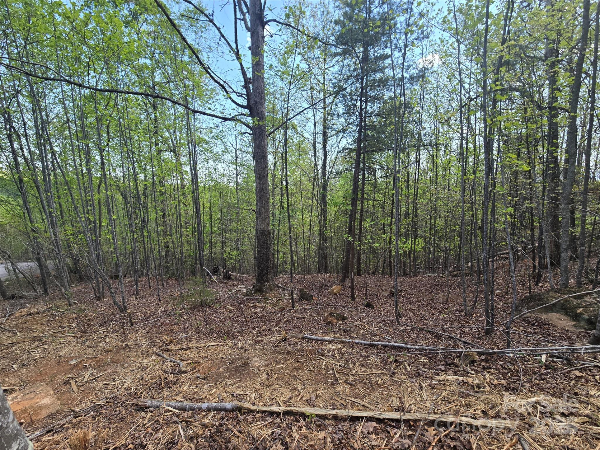 Lot 20 Touch Me Not Trail - Photo 6