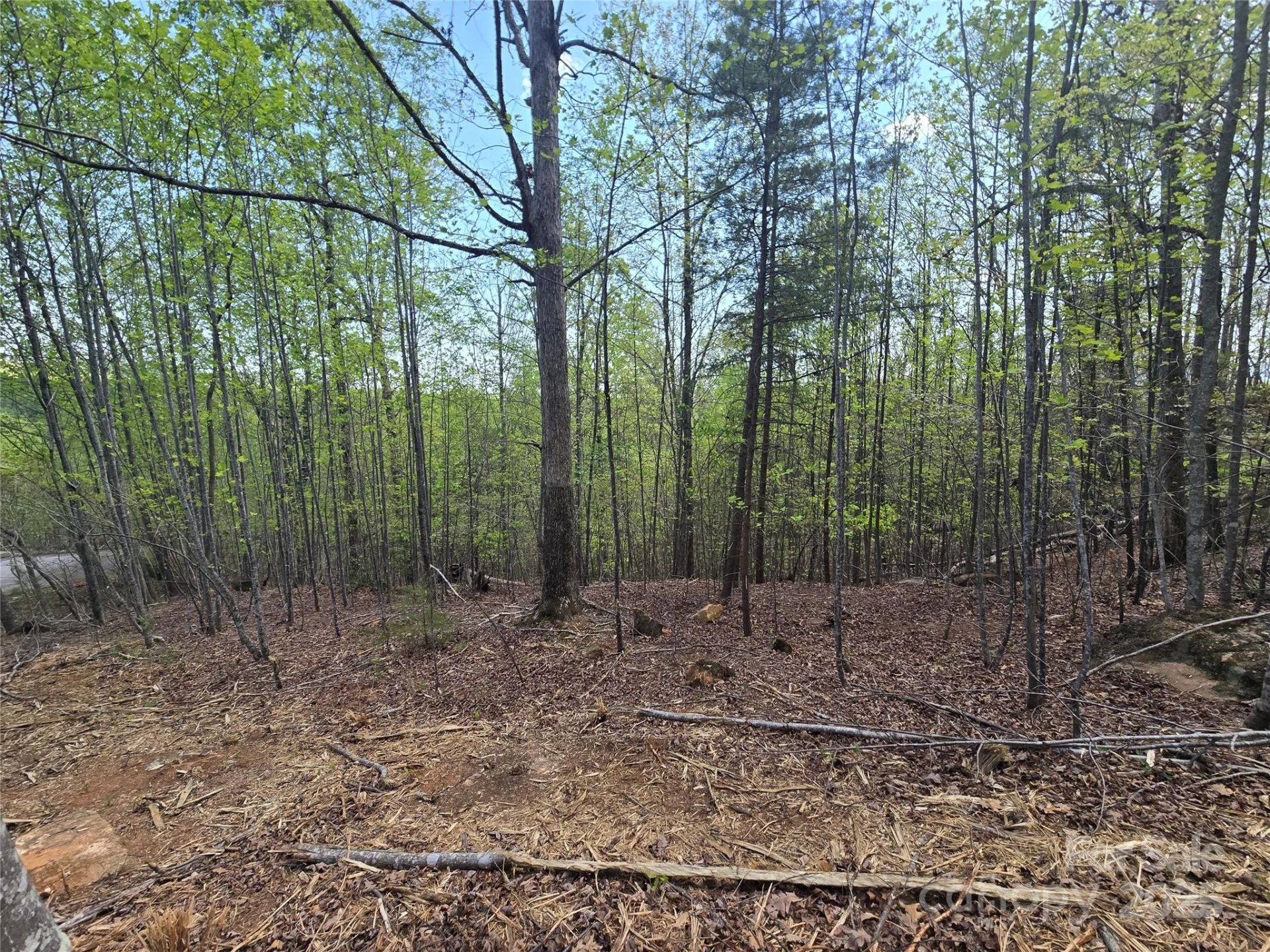 Lot 20 Touch Me Not Trail - Photo 6