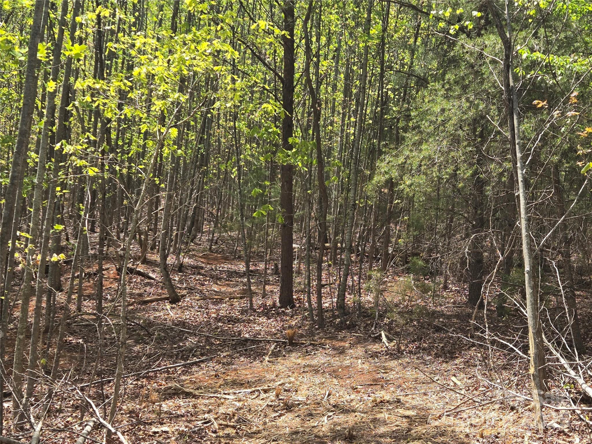 Lot 20 Touch Me Not Trail - Photo 8