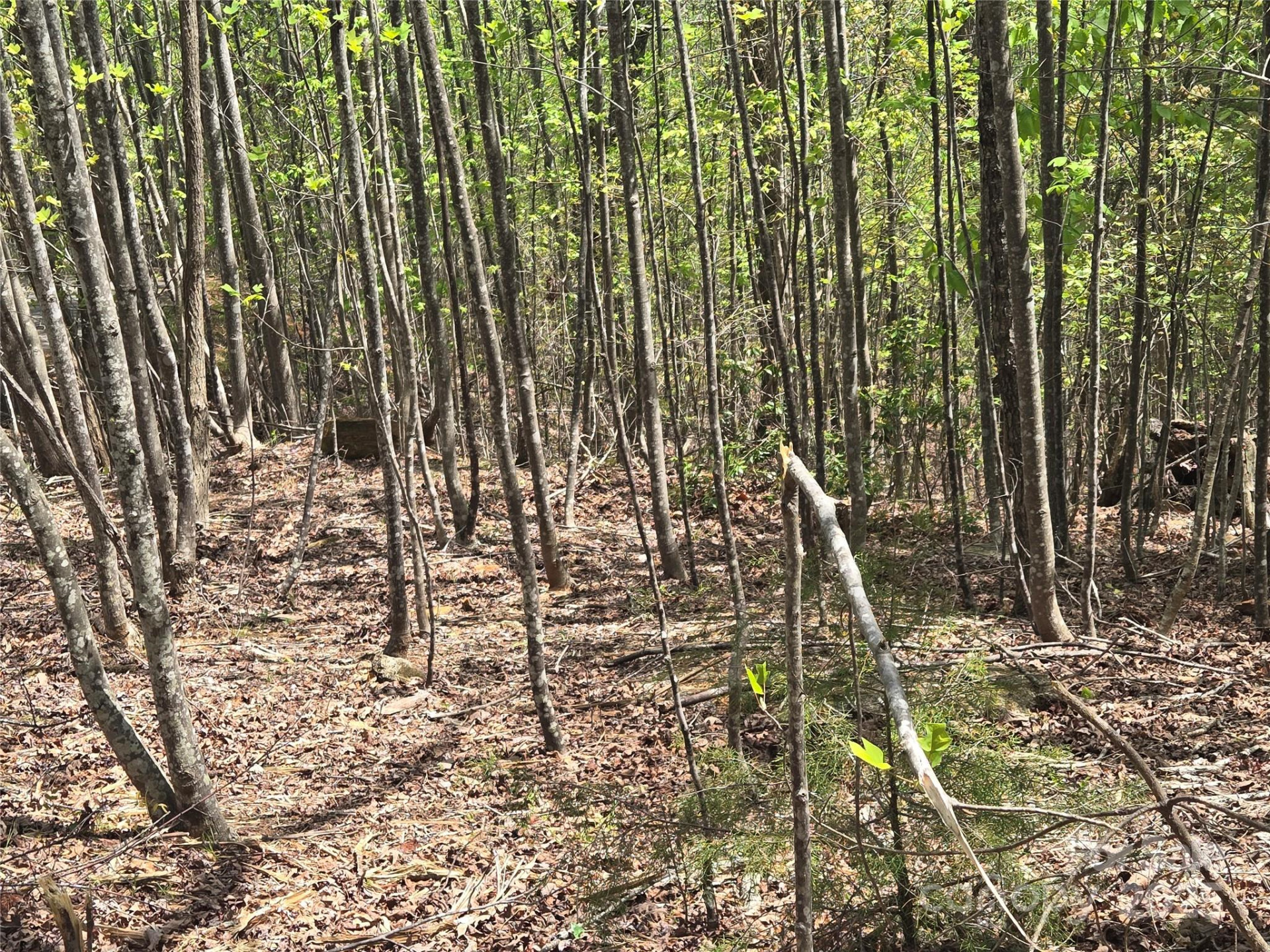 Lot 20 Touch Me Not Trail - Photo 9