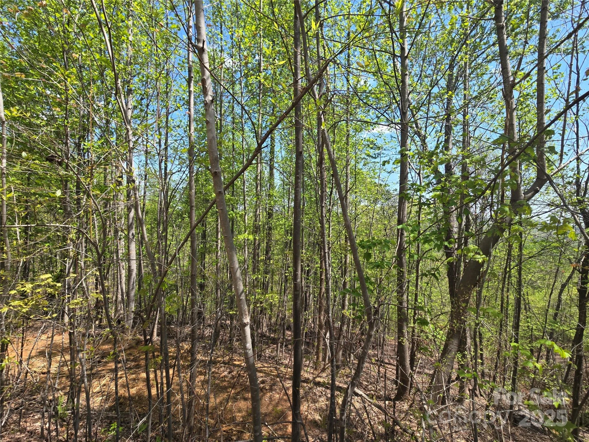 Lot 24 High Rock Ridge - Photo 12