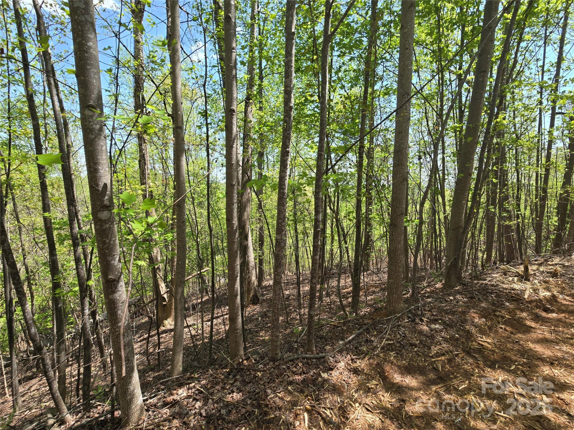 Lot 24 High Rock Ridge - Photo 8
