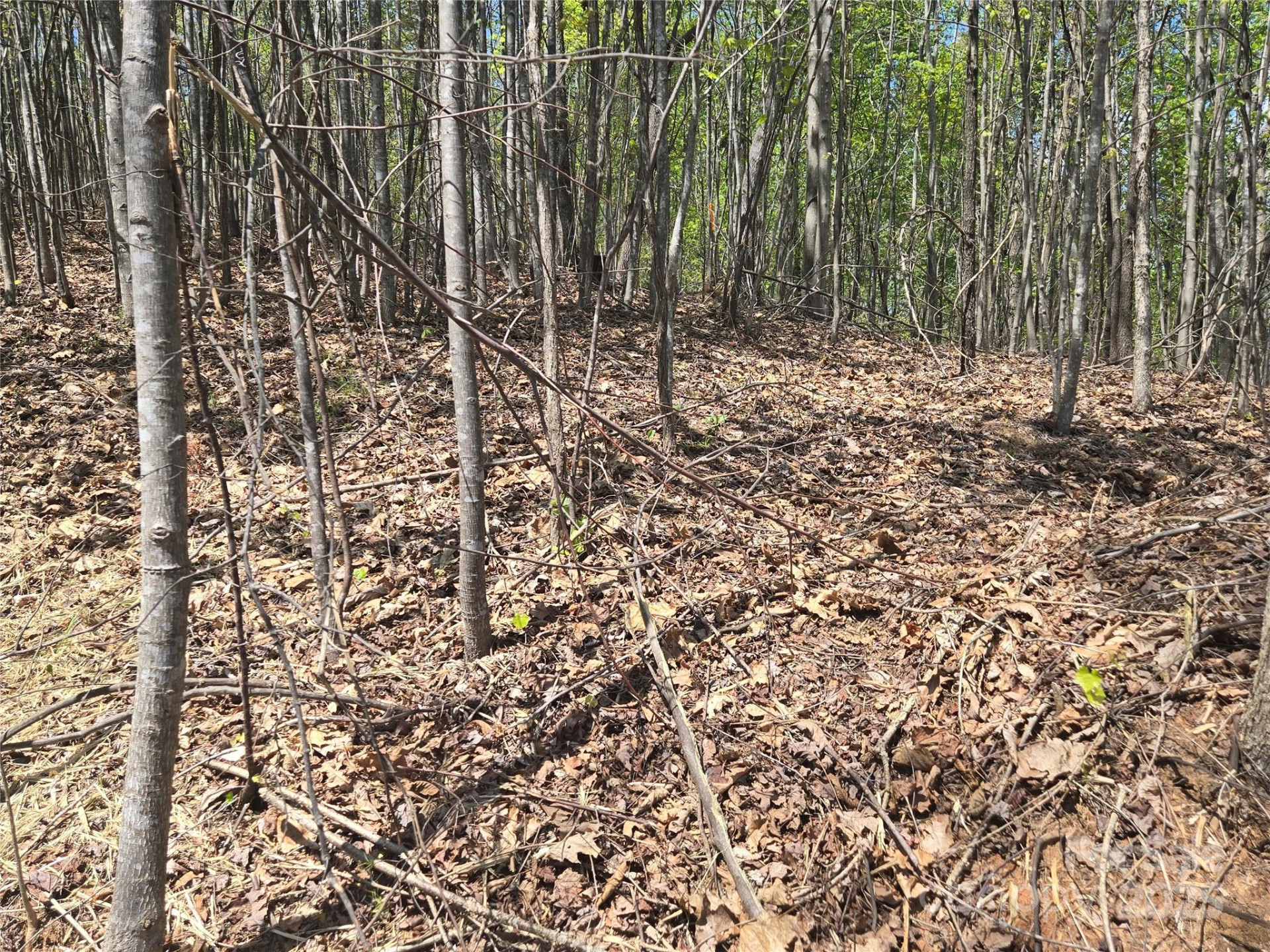 Lot 32 High Rock Ridge - Photo 13