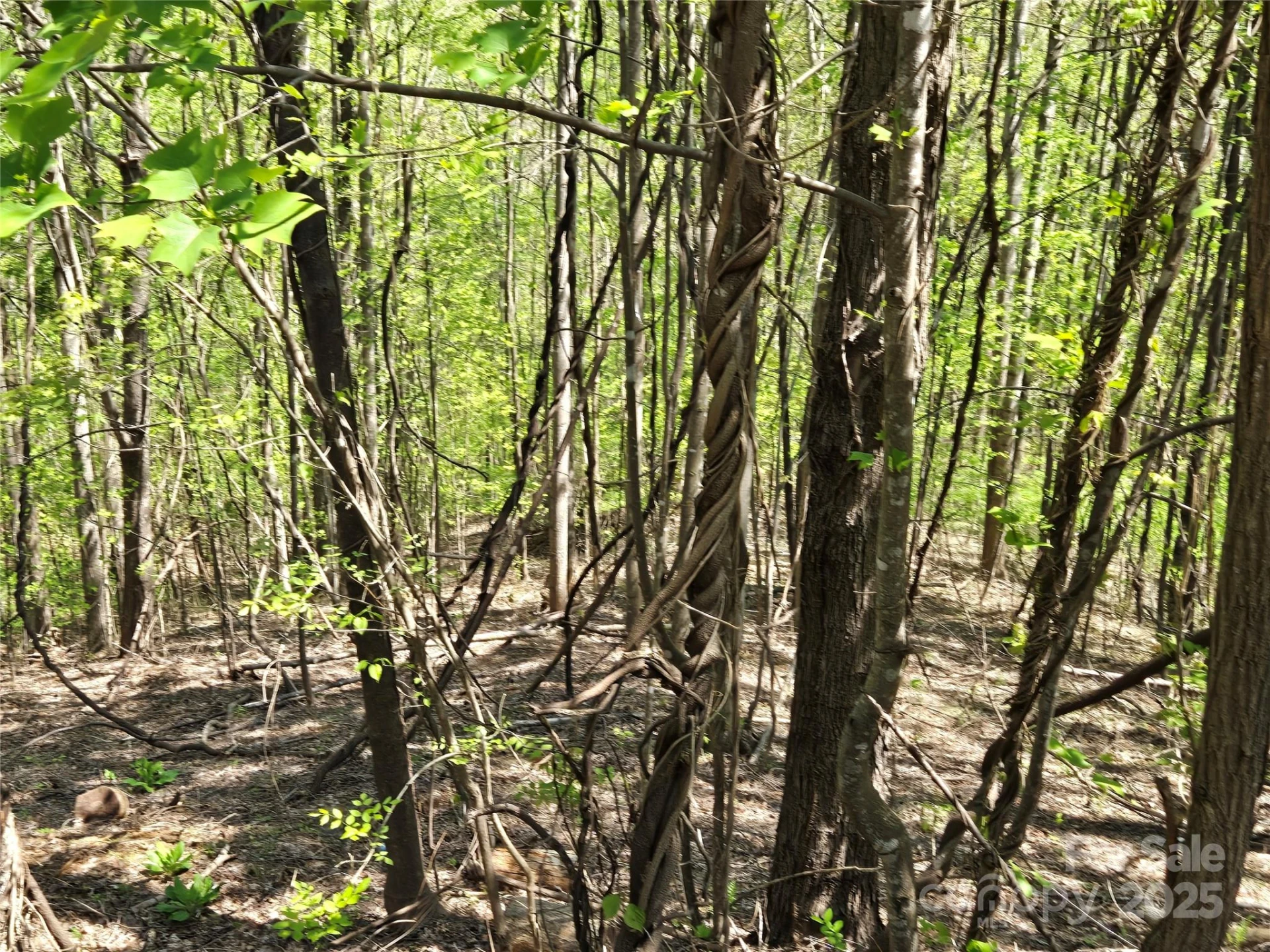 Lot 33 Turkey Fall Lane - Photo 2