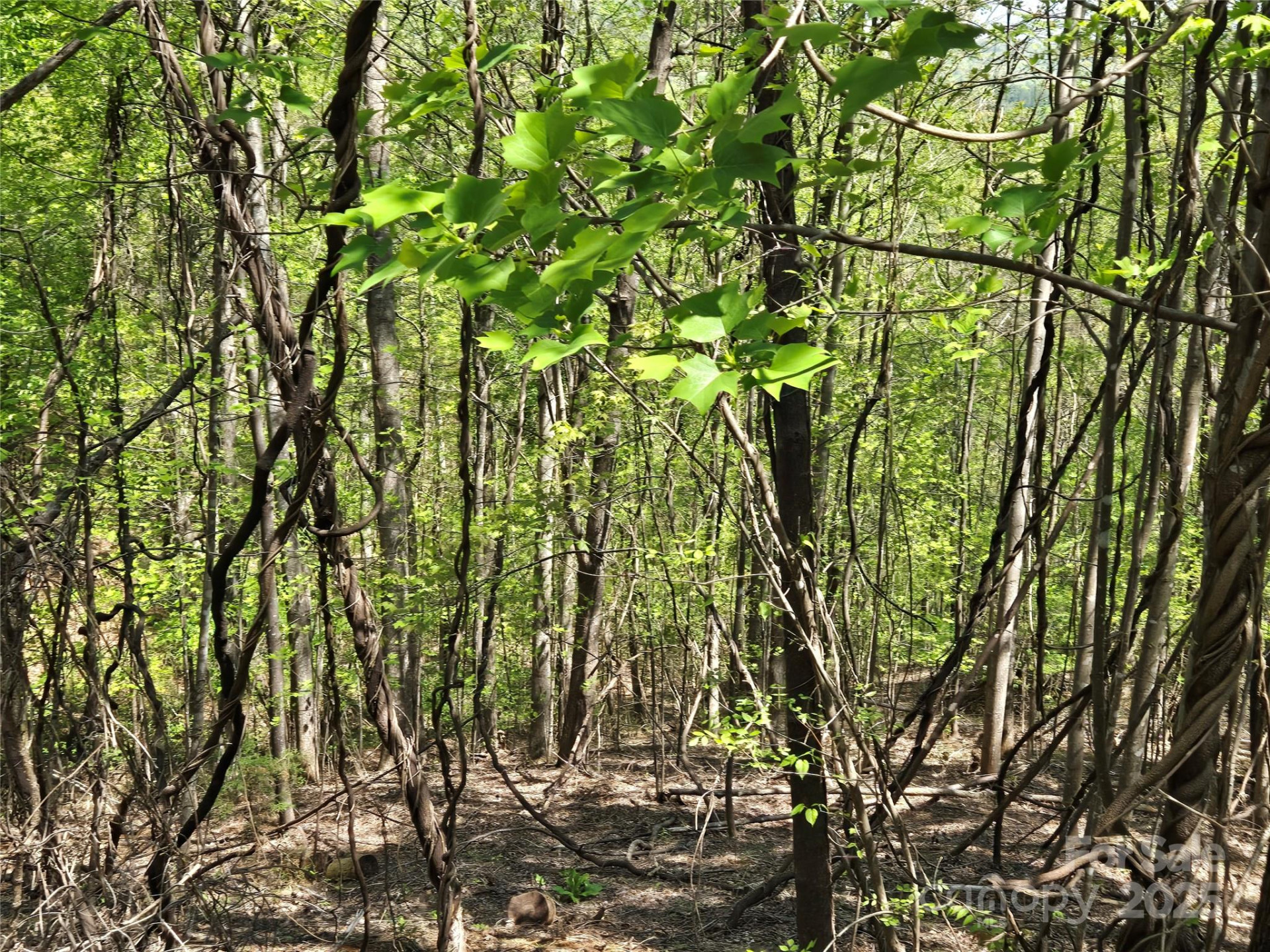 Lot 33 Turkey Fall Lane - Photo 5