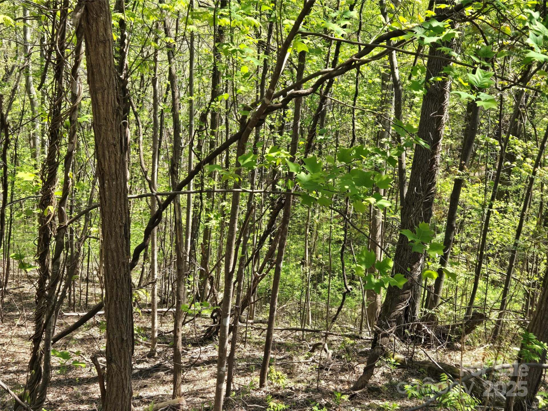 Lot 33 Turkey Fall Lane - Photo 6