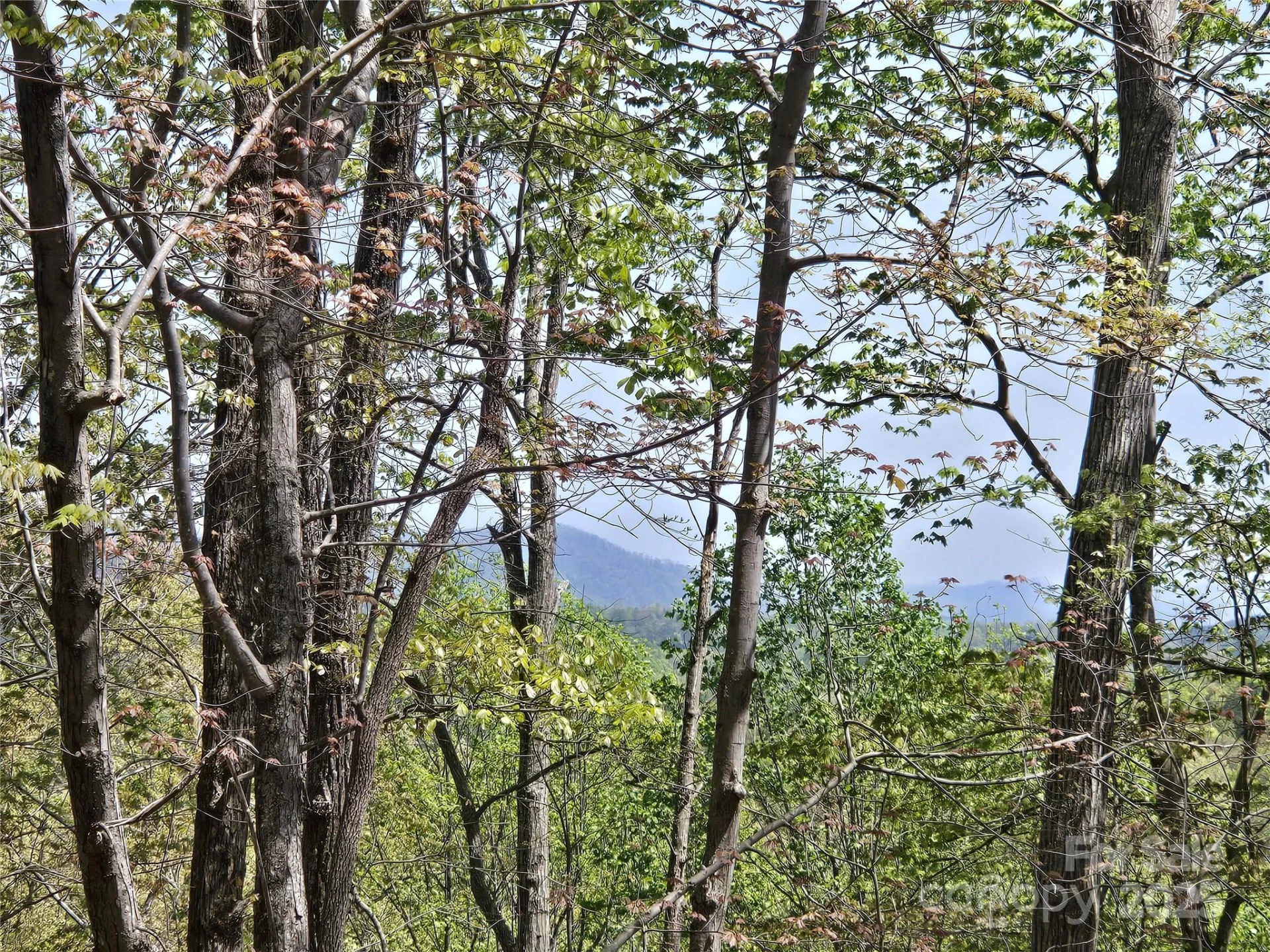 Lot 36 Turkey Fall Lane - Photo 3