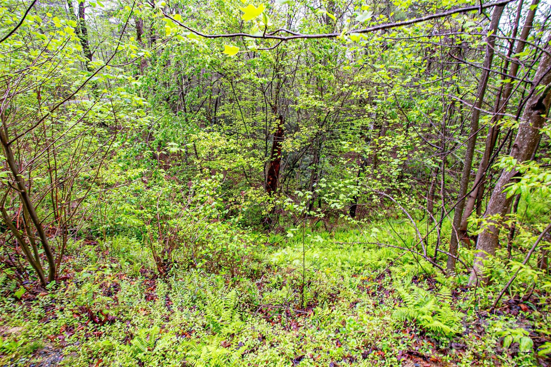 TBD High Hemlock Trail #46 - Photo 4