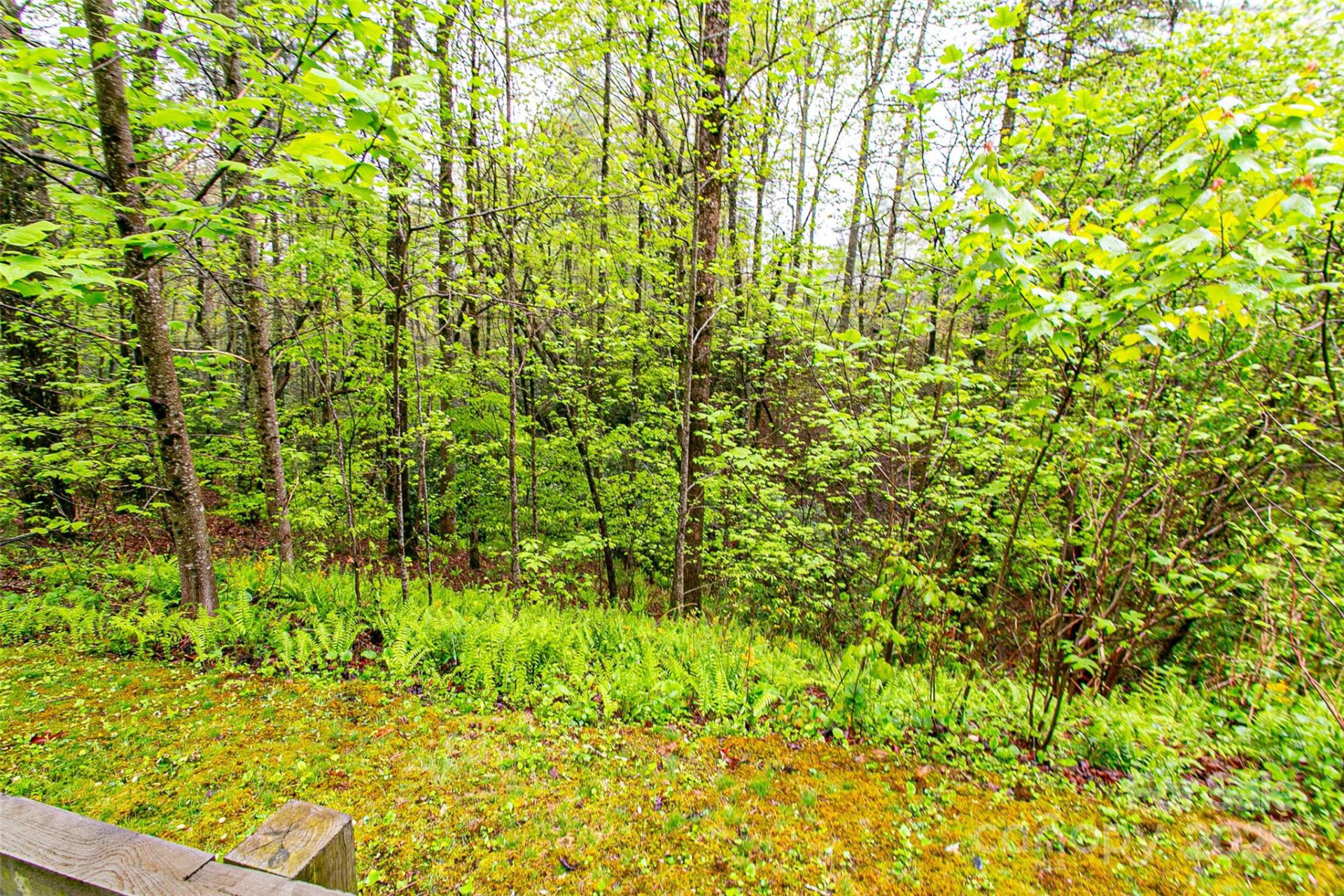 TBD High Hemlock Trail #46 - Photo 5