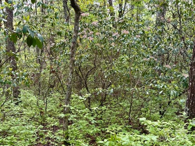 FR 16 Opossum Path #FR 16 - Photo 3