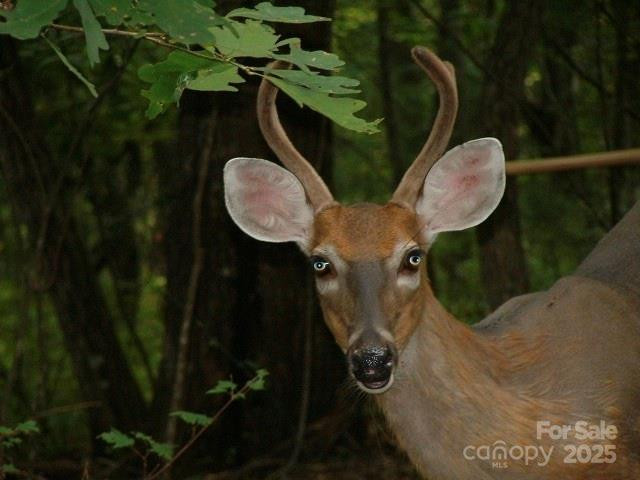 FR 16 Opossum Path #FR 16 - Photo 22