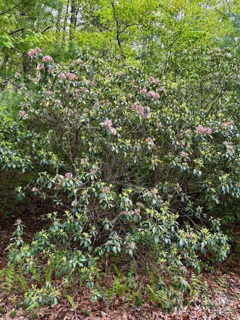 FR 16 Opossum Path #FR 16 - Photo 4