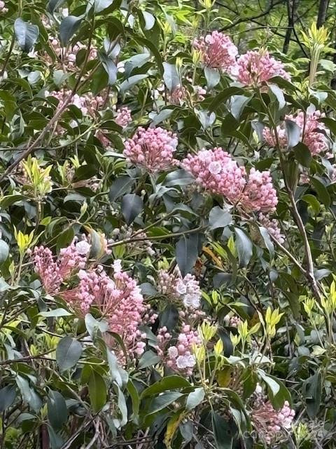 FR 16 Opossum Path #FR 16 - Photo 5