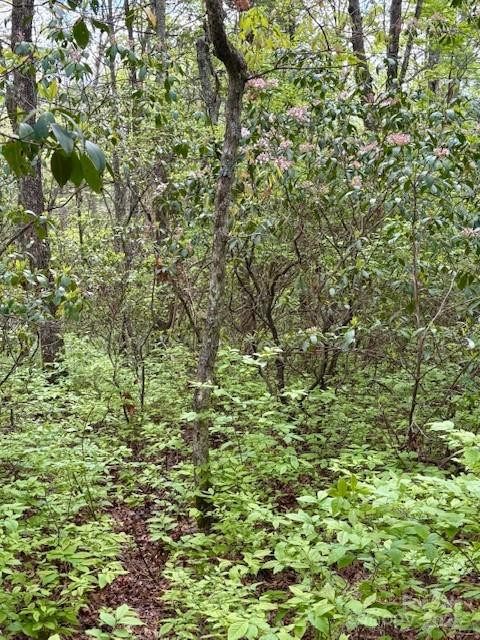 FR 16 Opossum Path #FR 16 - Photo 8