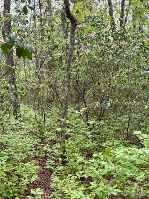 FR 16 Opossum Path #FR 16 - Photo 8