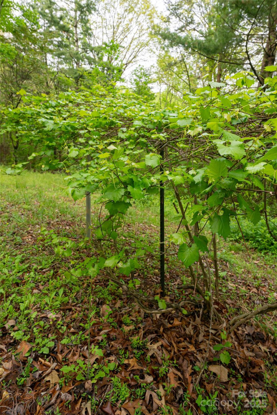 25 Coal Creek Lane - Photo 13