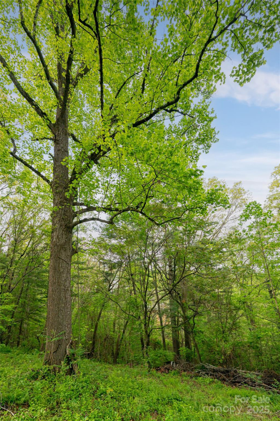 25 Coal Creek Lane - Photo 5