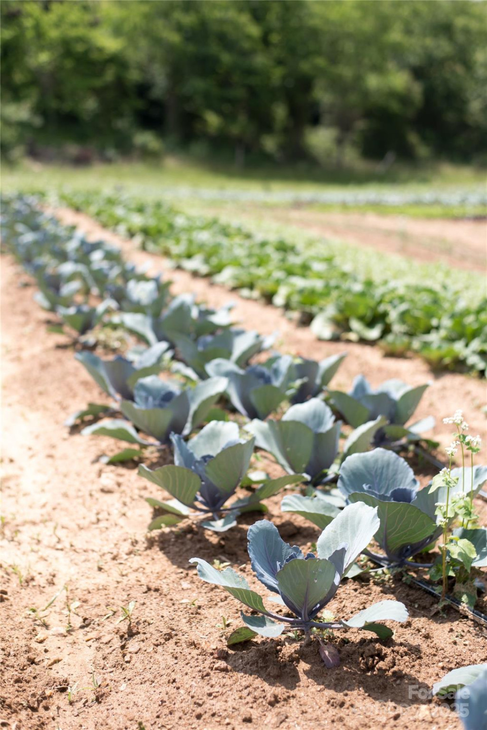 128 Lilikoi Lane #92 - Photo 13