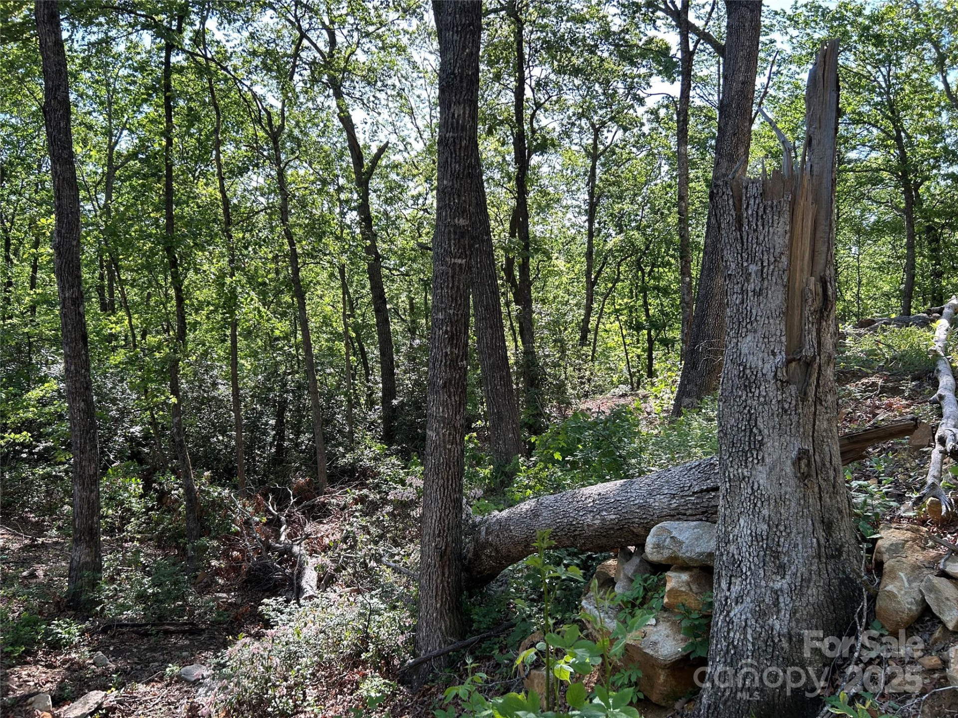 000 Jacks Paw Lane #8 - Photo 5