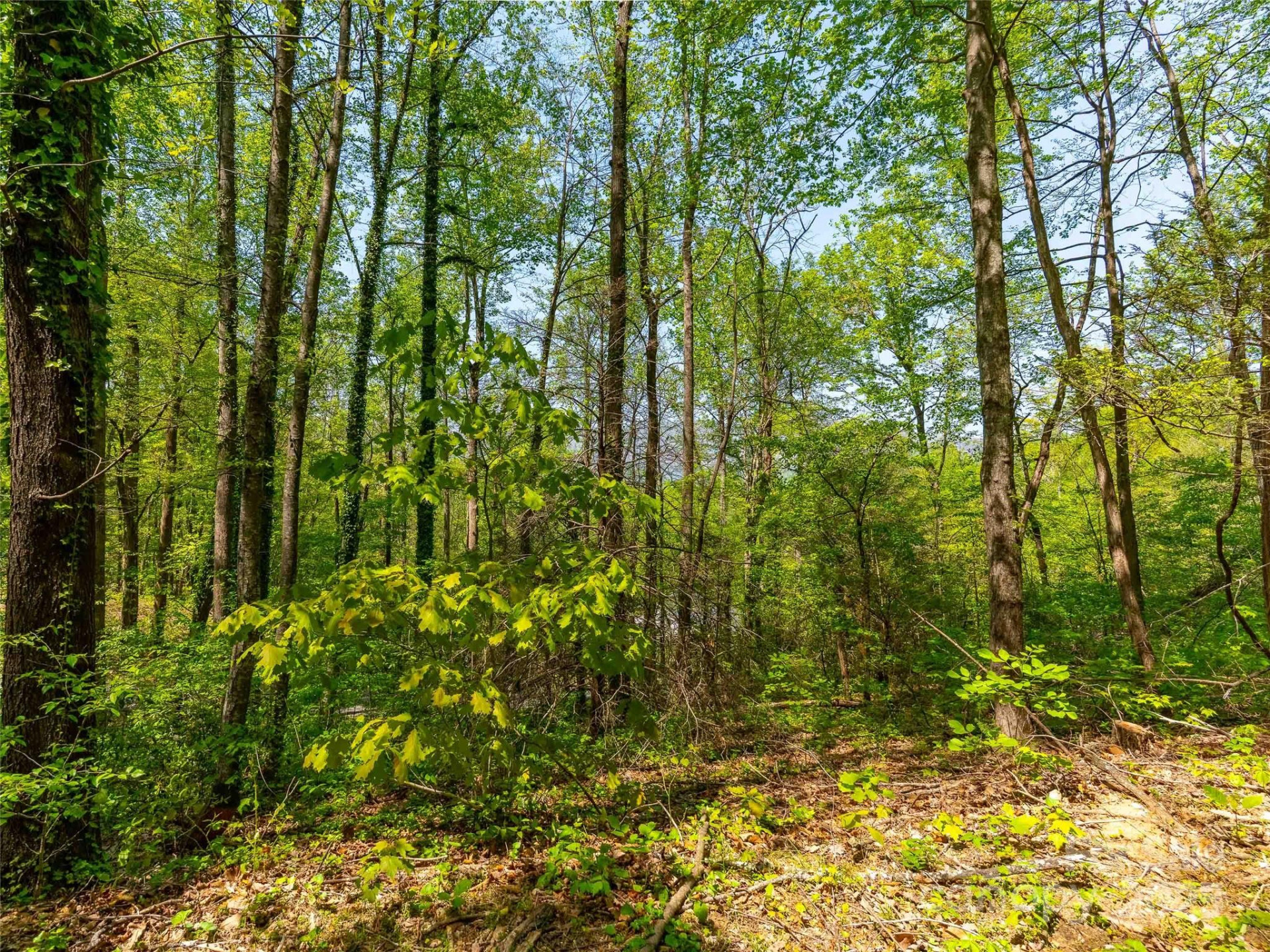 147 Sidney Lanier Drive - Photo 12