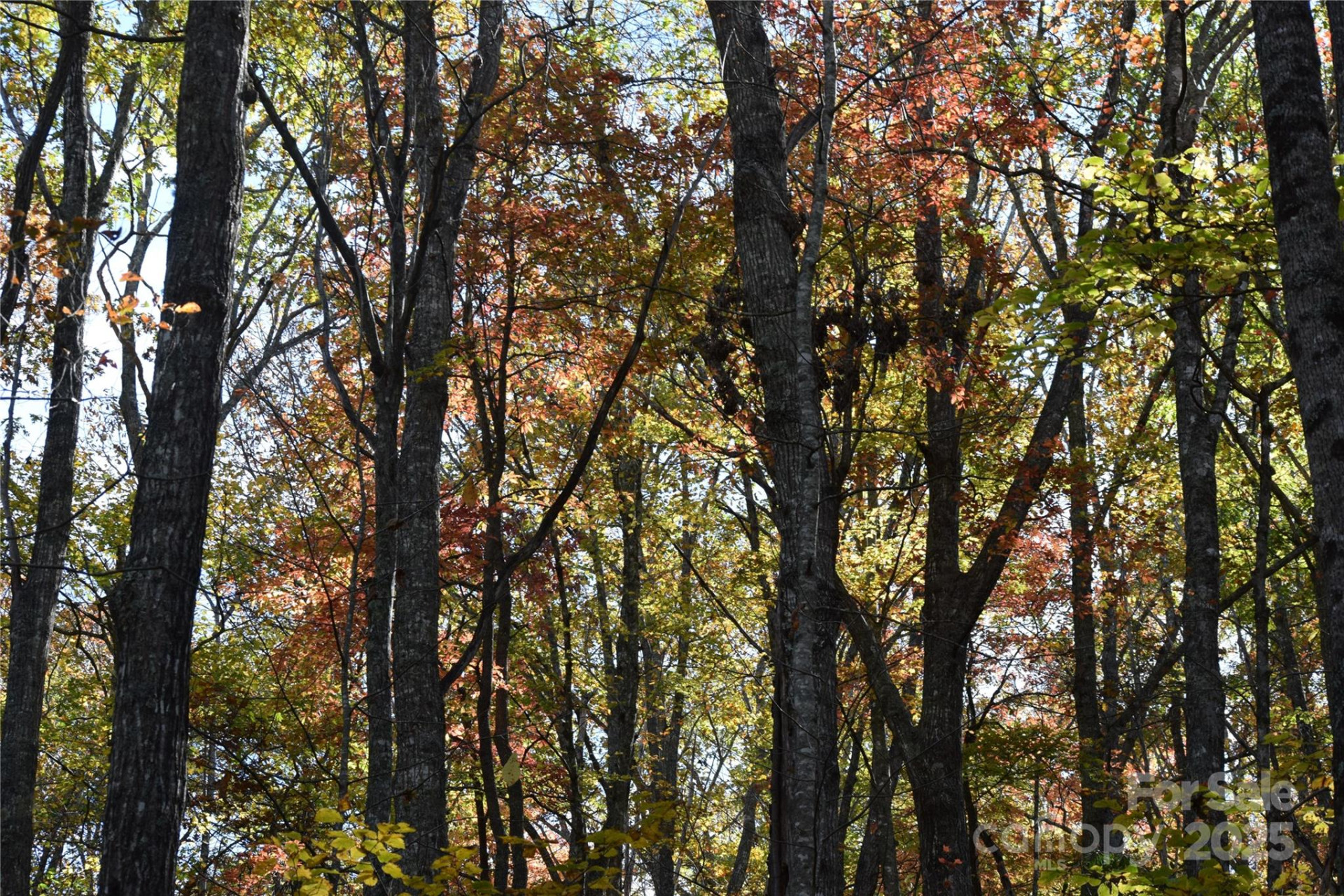 TBD Clear Creek Road - Photo 26