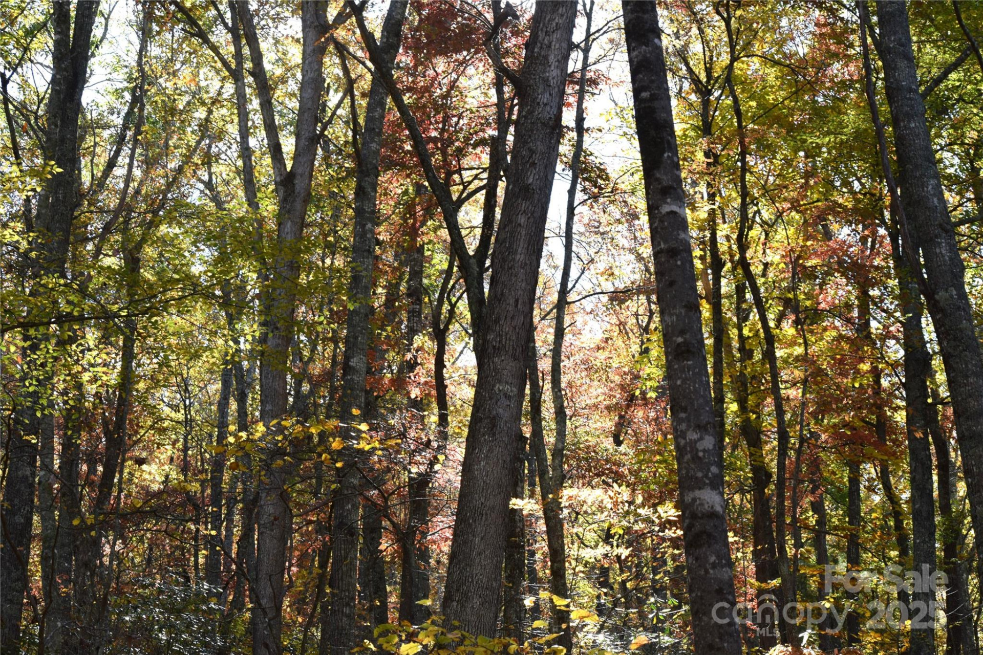 TBD Clear Creek Road - Photo 6