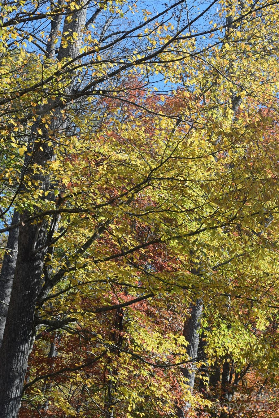 TBD Clear Creek Road - Photo 7