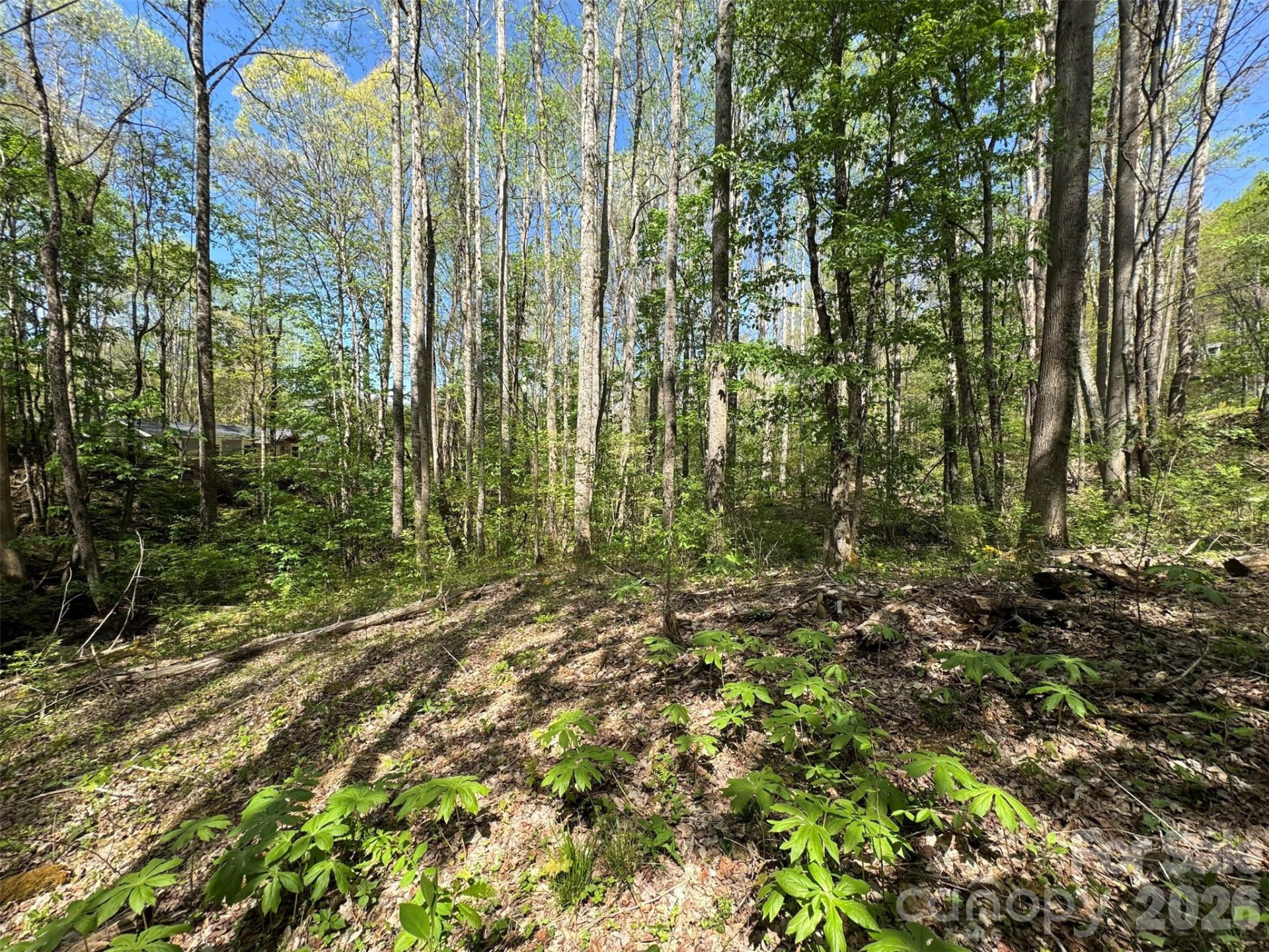 TBD (B) Browning Branch Road - Photo 6