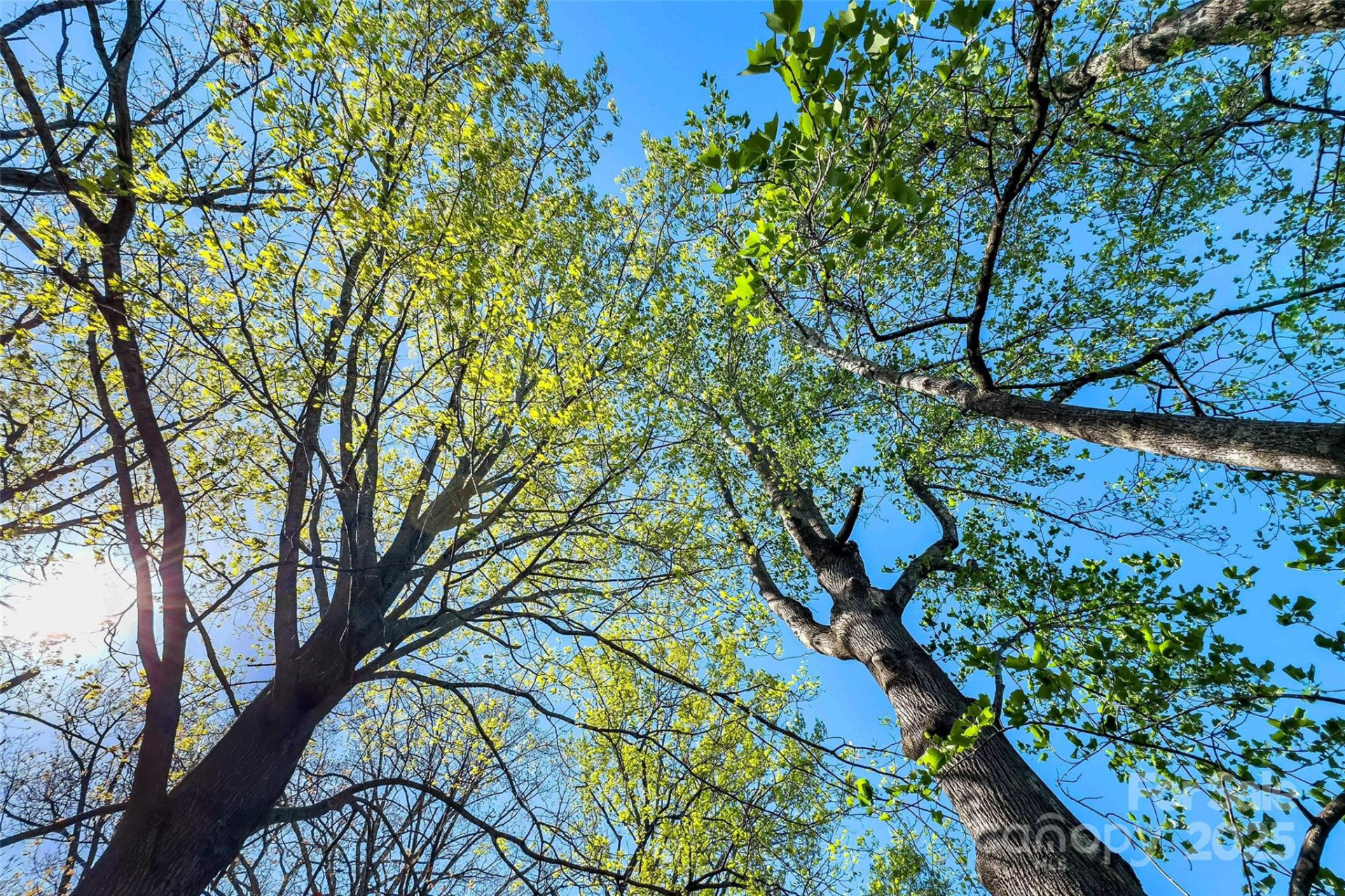 36 & 50 Catawba Avenue - Photo 13