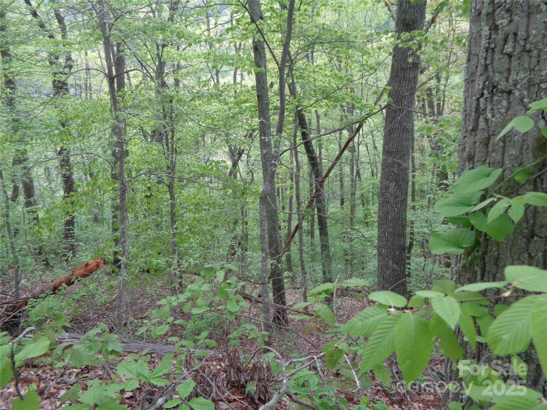 00 Promiseland Road - Photo 4