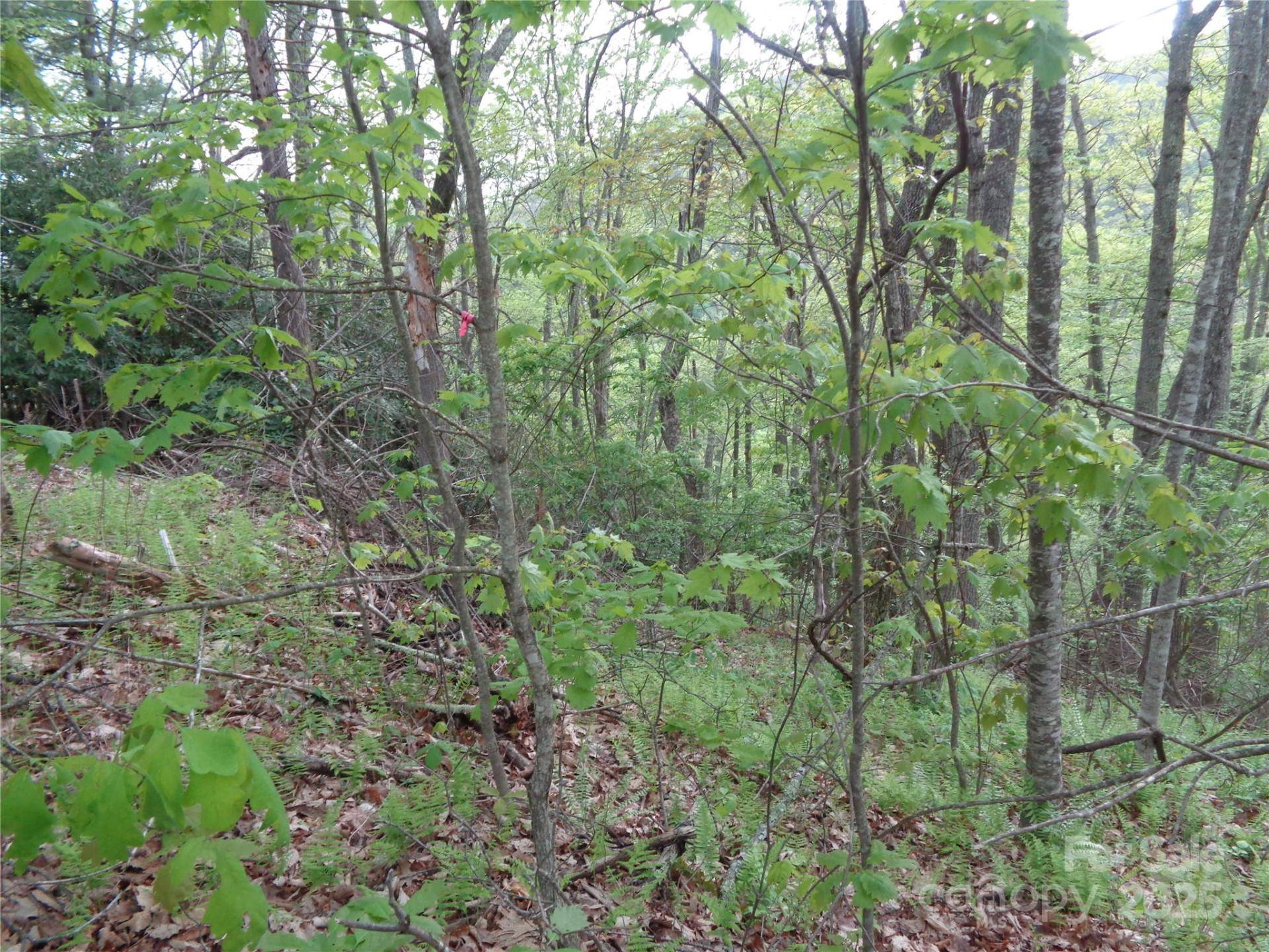 00 Promiseland Road - Photo 5