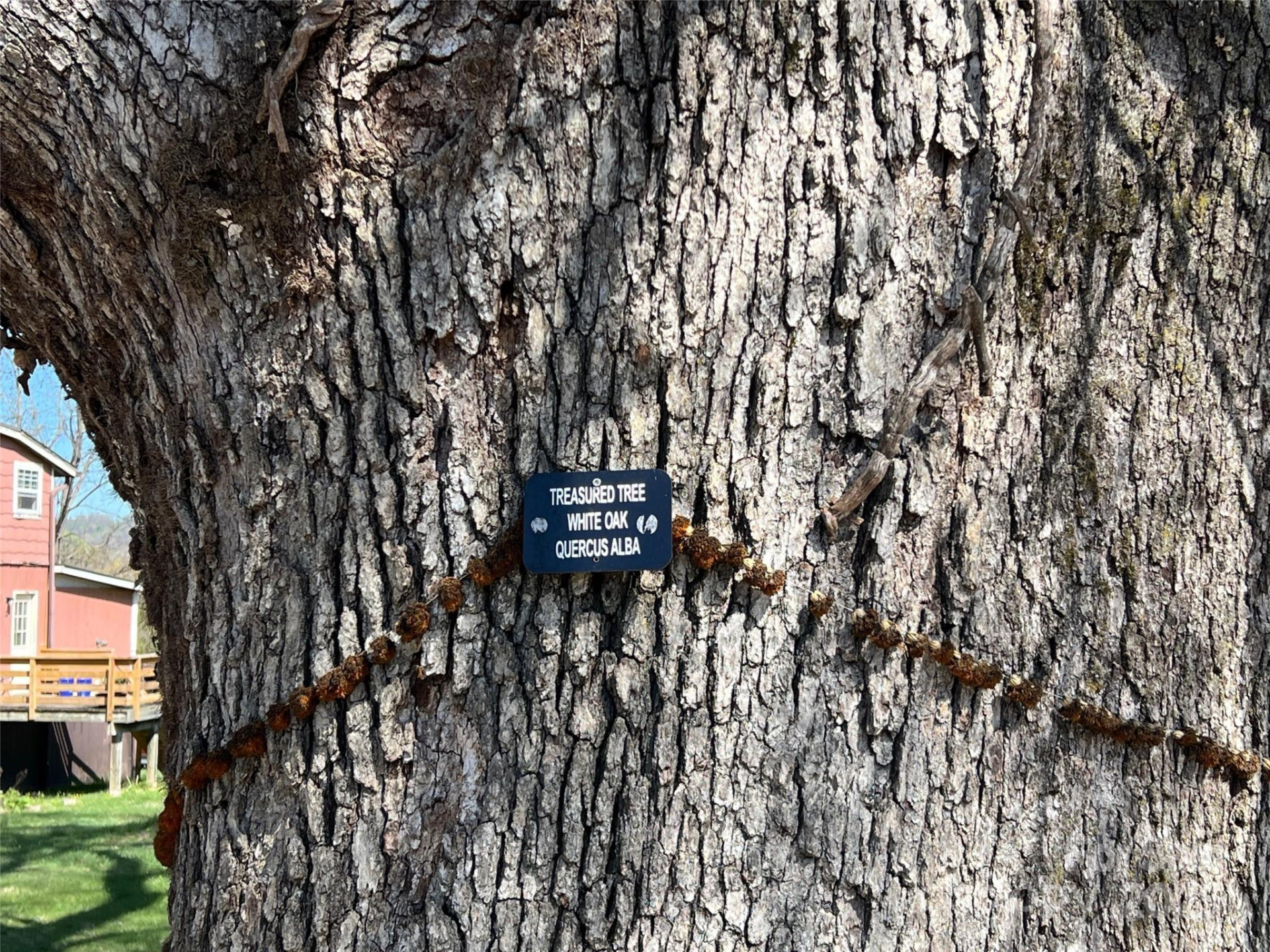 31 Westwood Place - Photo 5