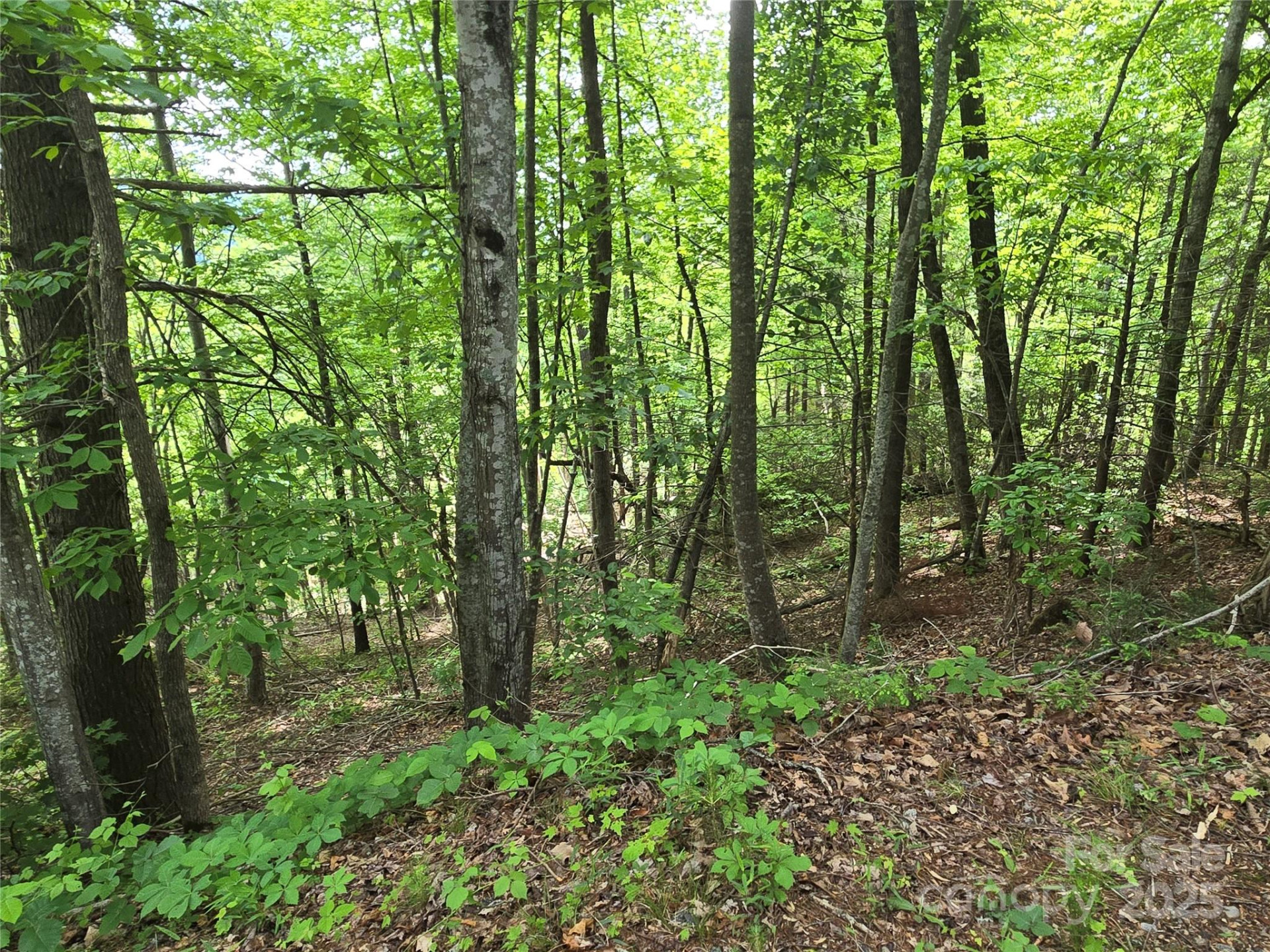 Lot 230 Swallow Lane - Photo 7