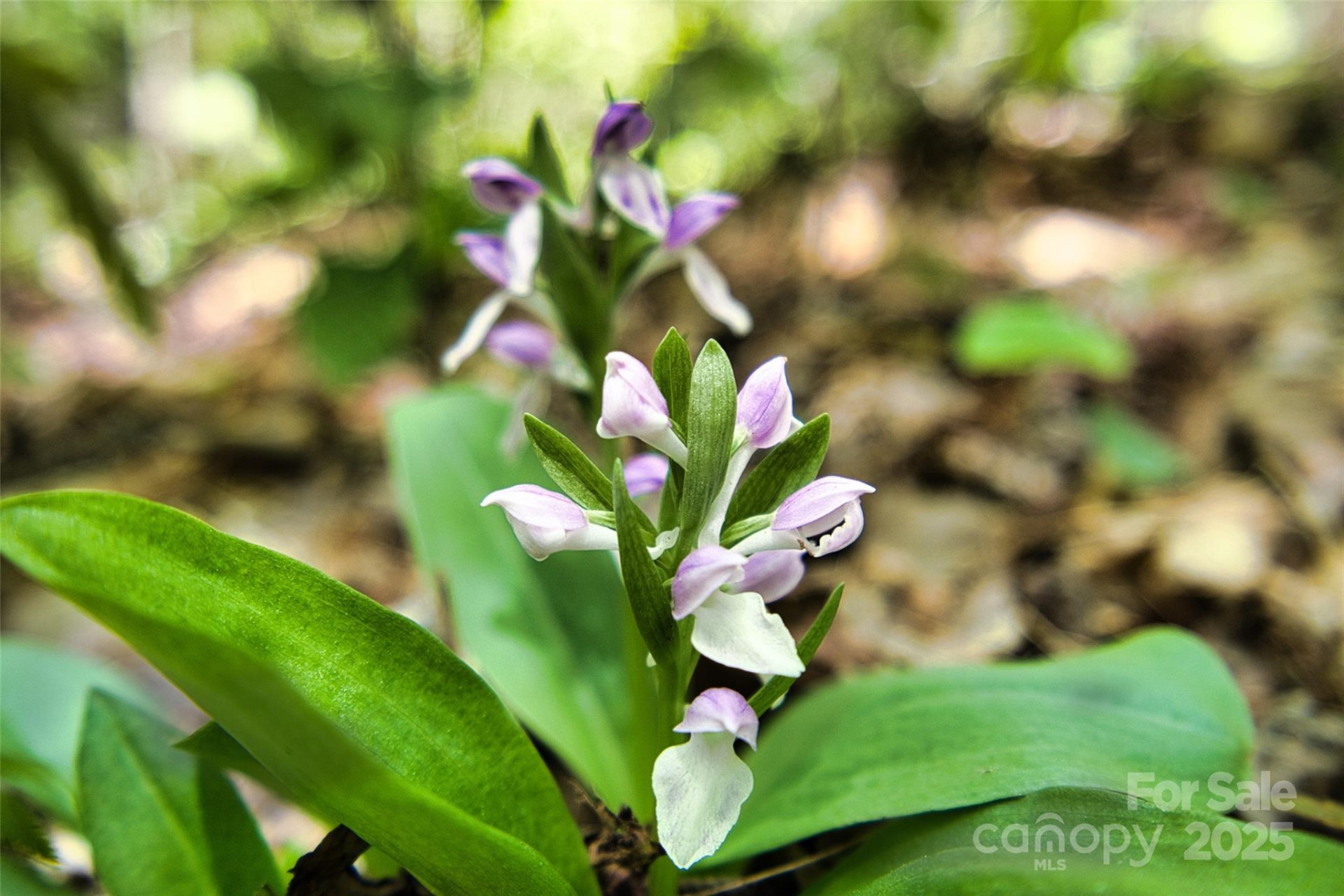 99999 Anderson Cove Road - Photo 14