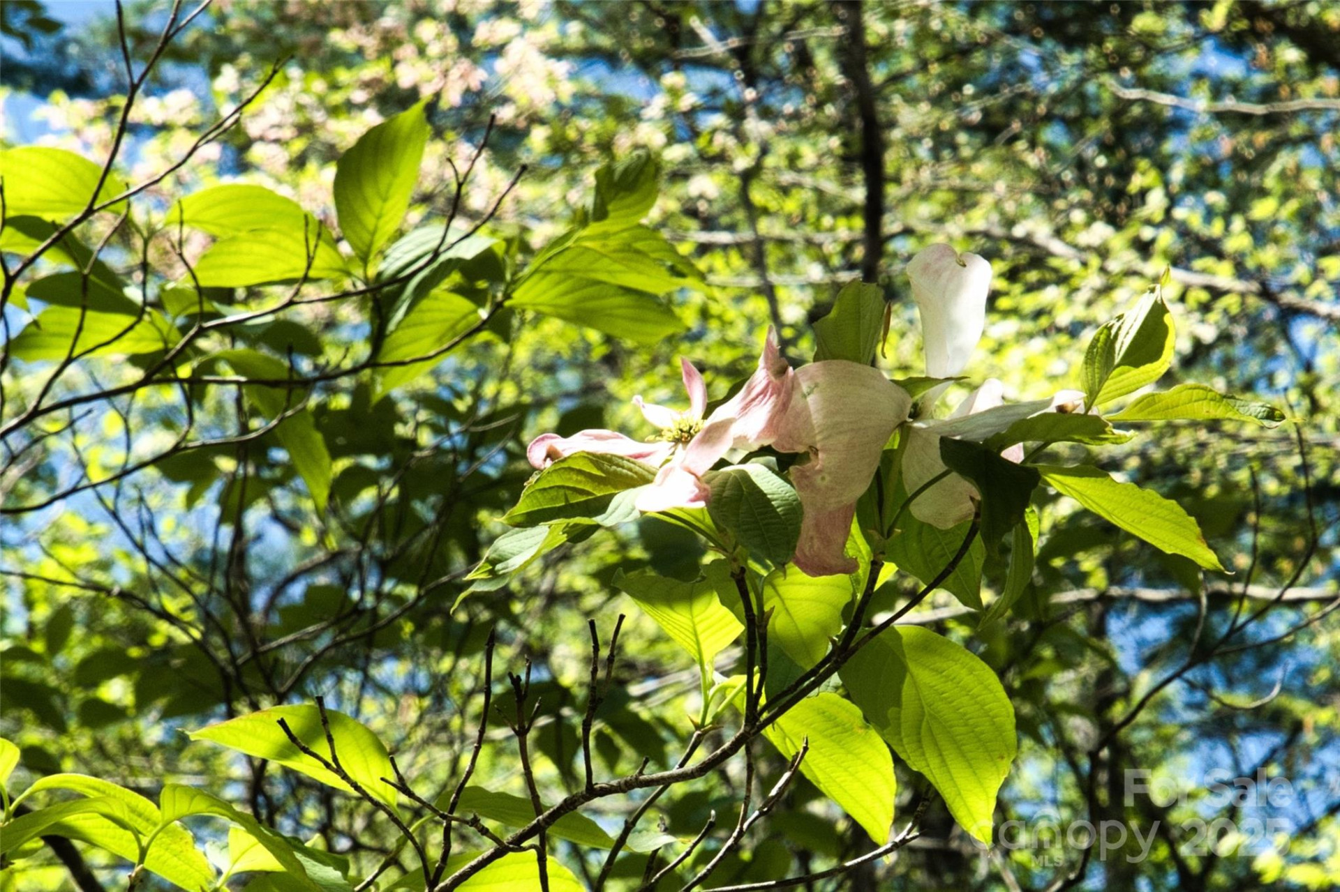 99999 Anderson Cove Road - Photo 5