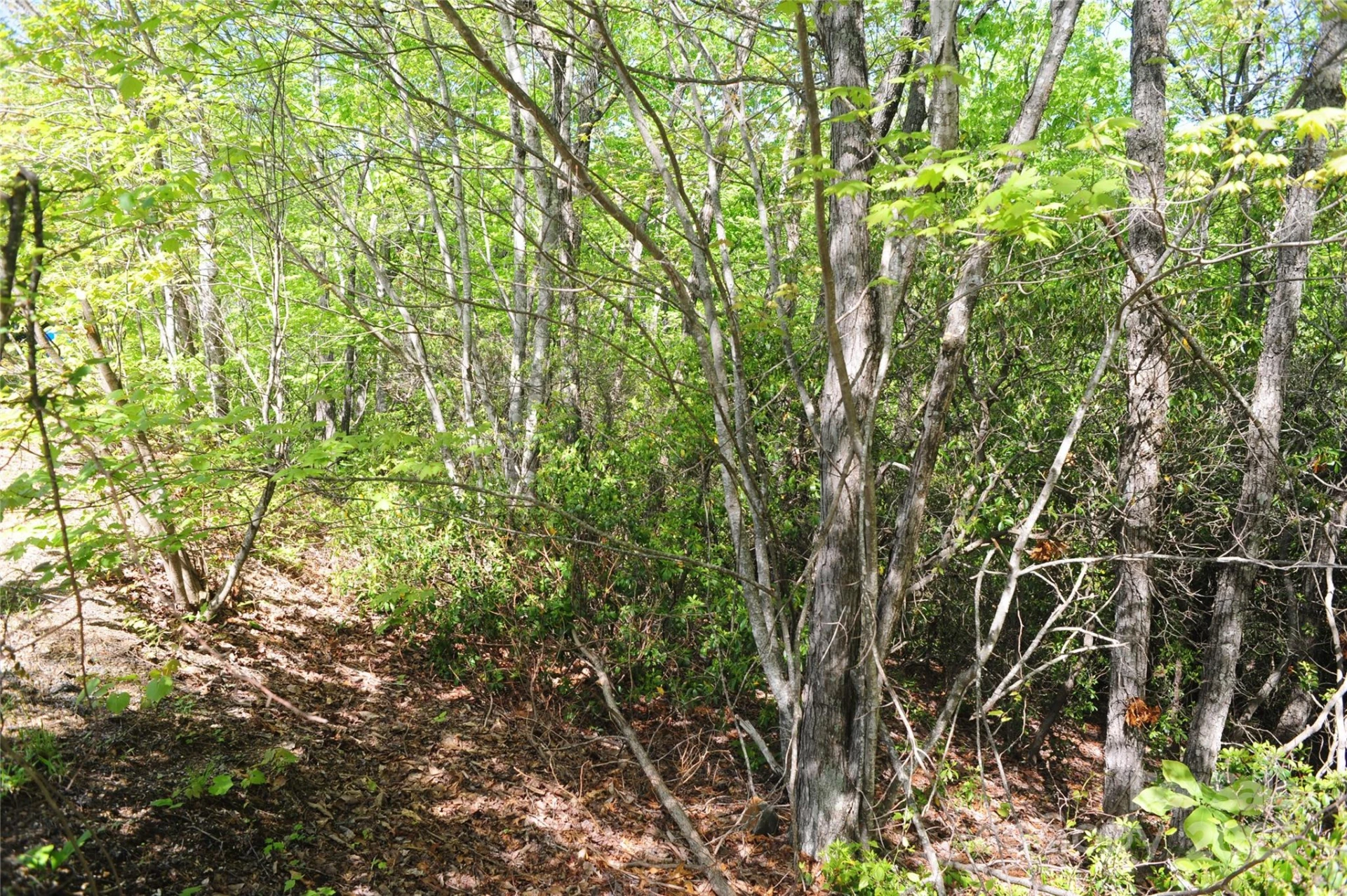 99999 Mountain Falls Trail #71 - Photo 2
