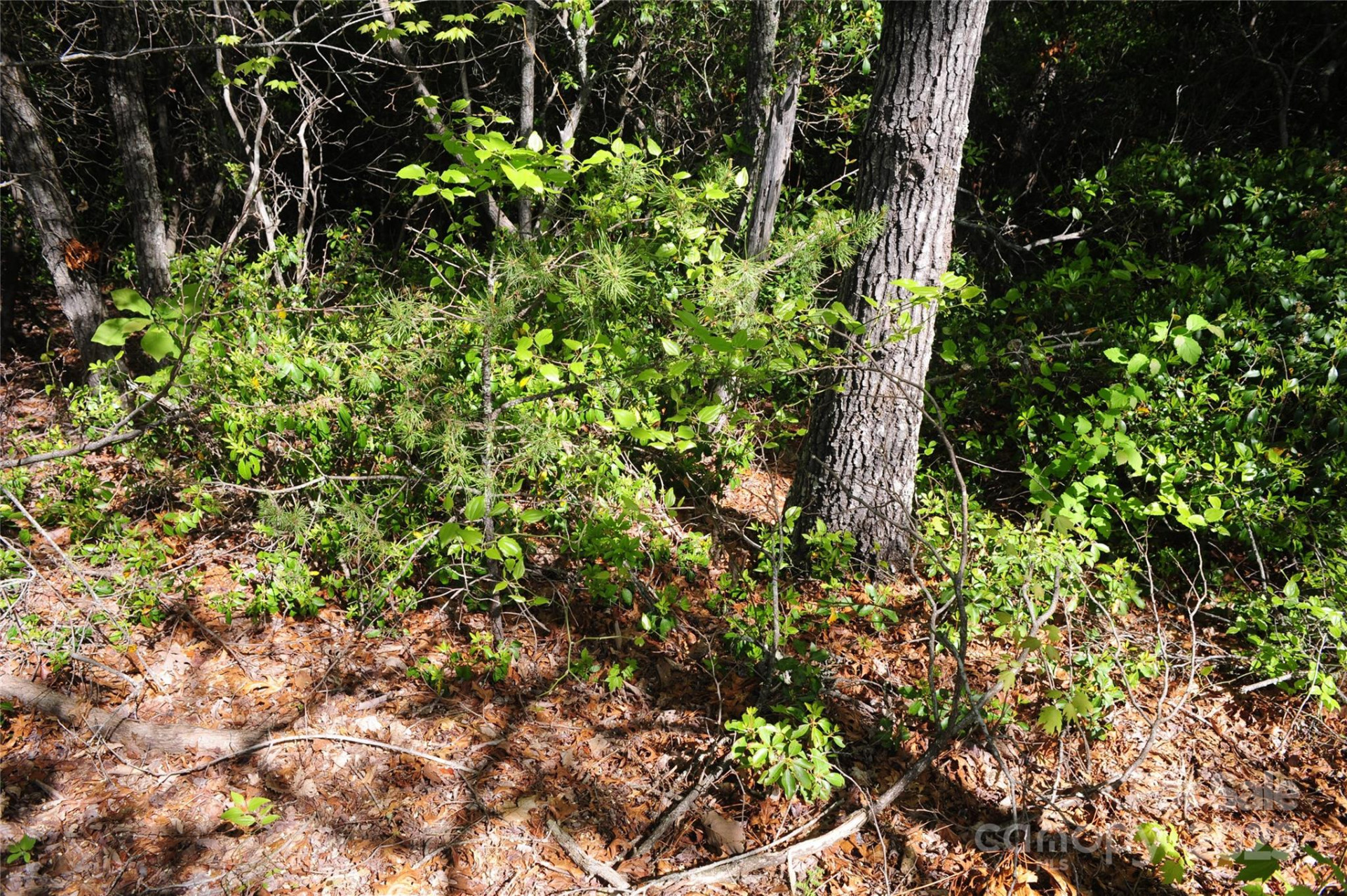 99999 Mountain Falls Trail #71 - Photo 3