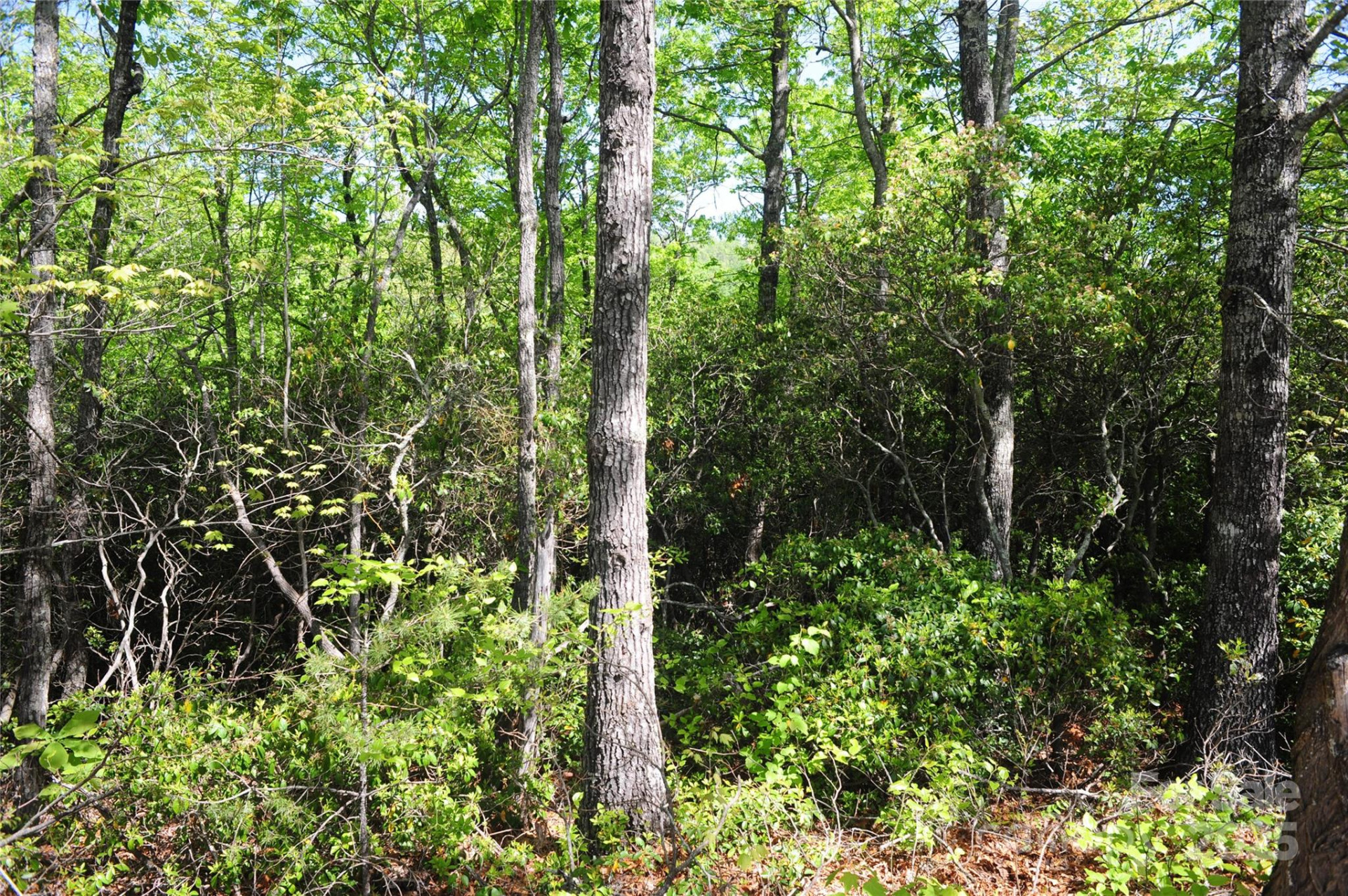 99999 Mountain Falls Trail #71 - Photo 4