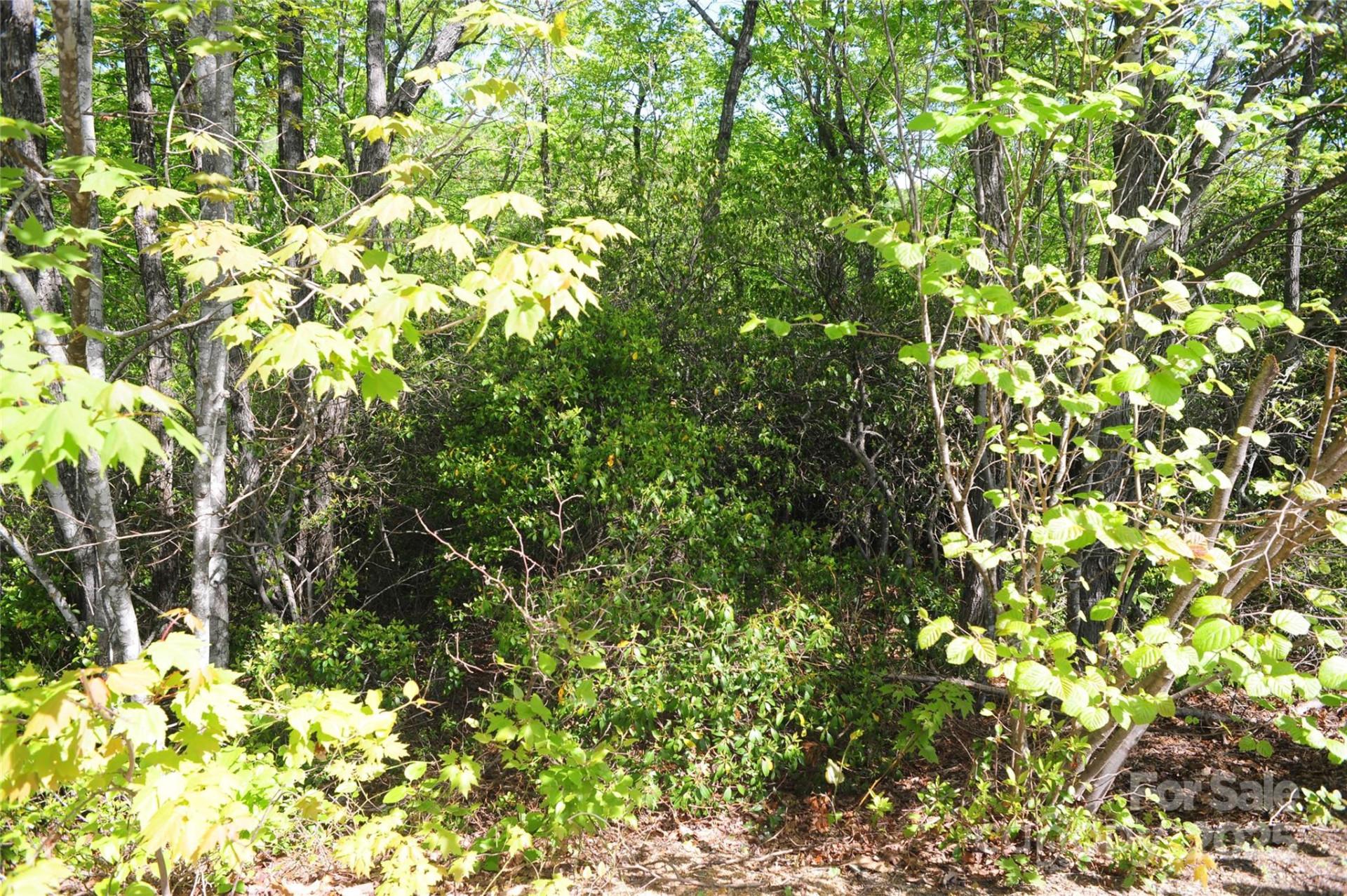 99999 Mountain Falls Trail #71 - Photo 5