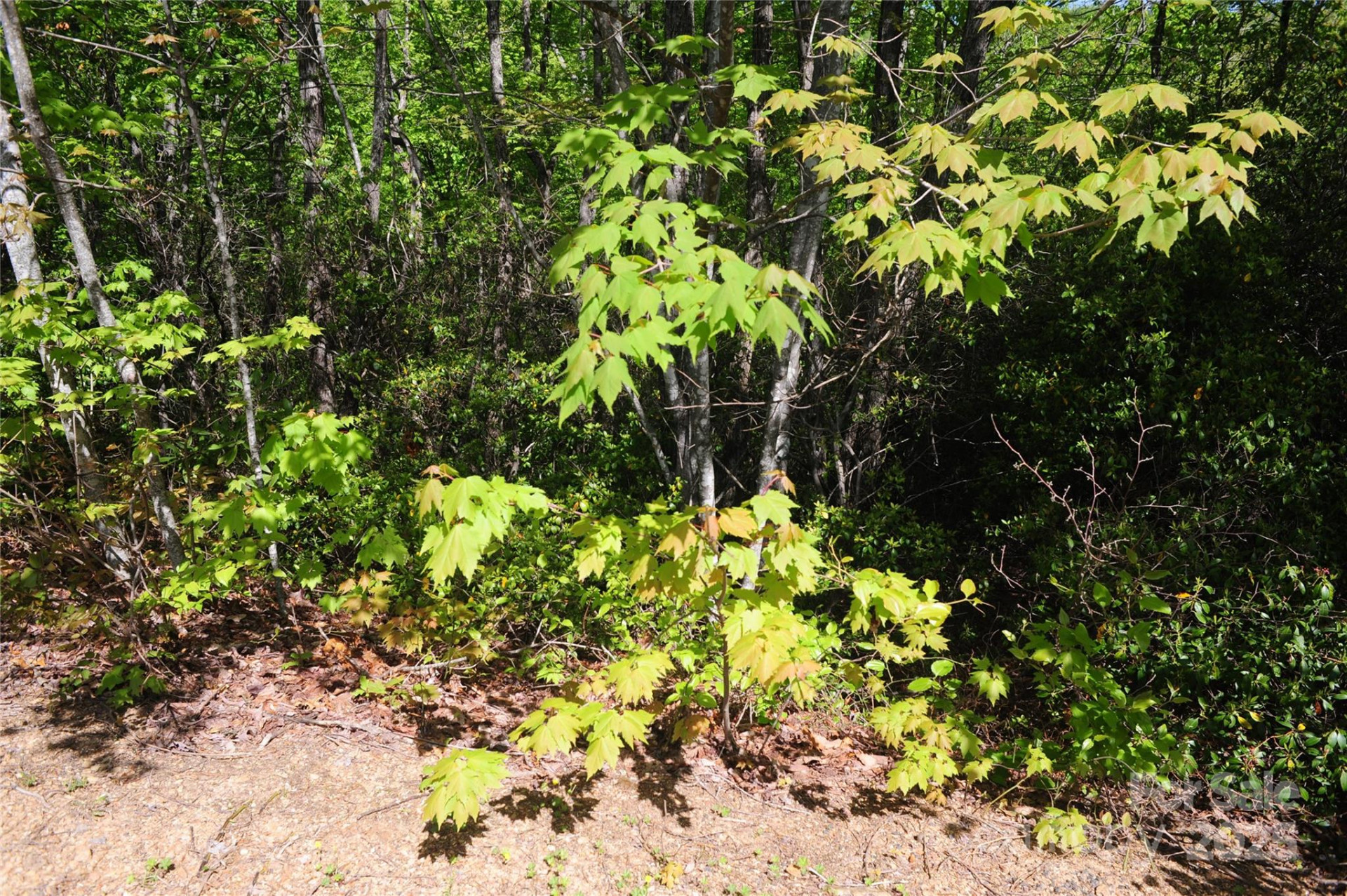 99999 Mountain Falls Trail #71 - Photo 6