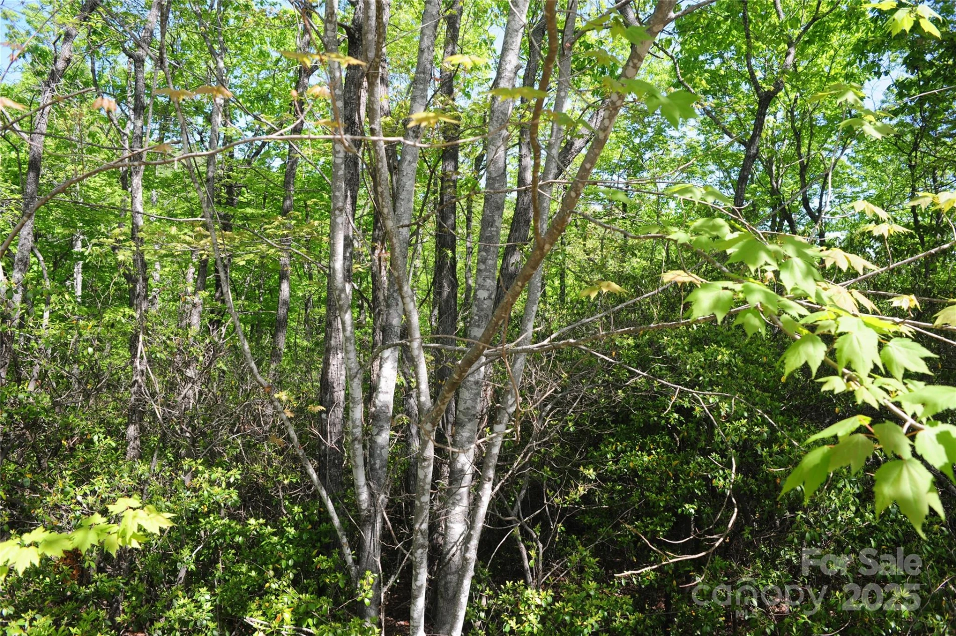 99999 Mountain Falls Trail #71 - Photo 7