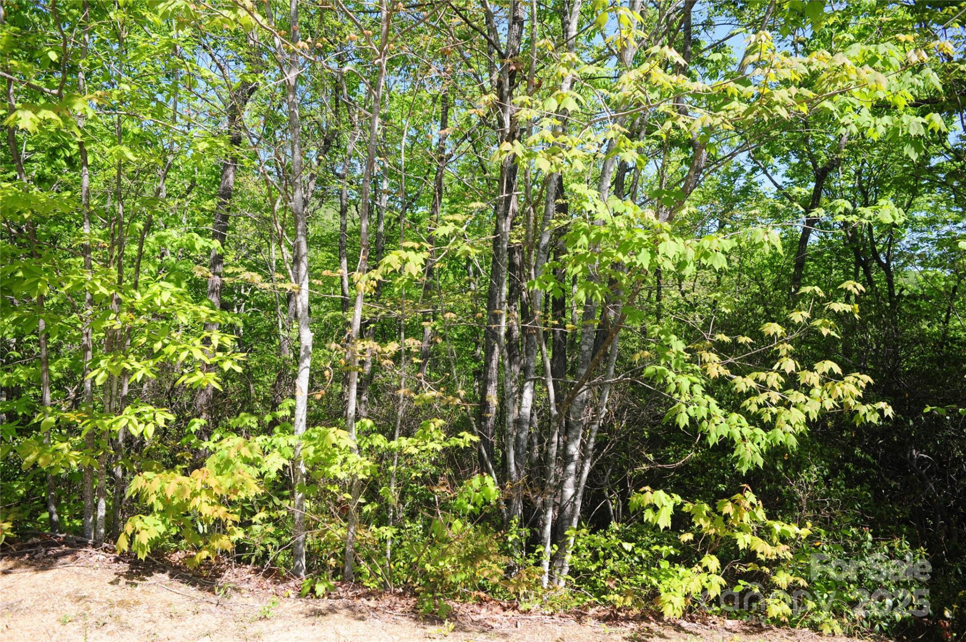 99999 Mountain Falls Trail #71 - Photo 8