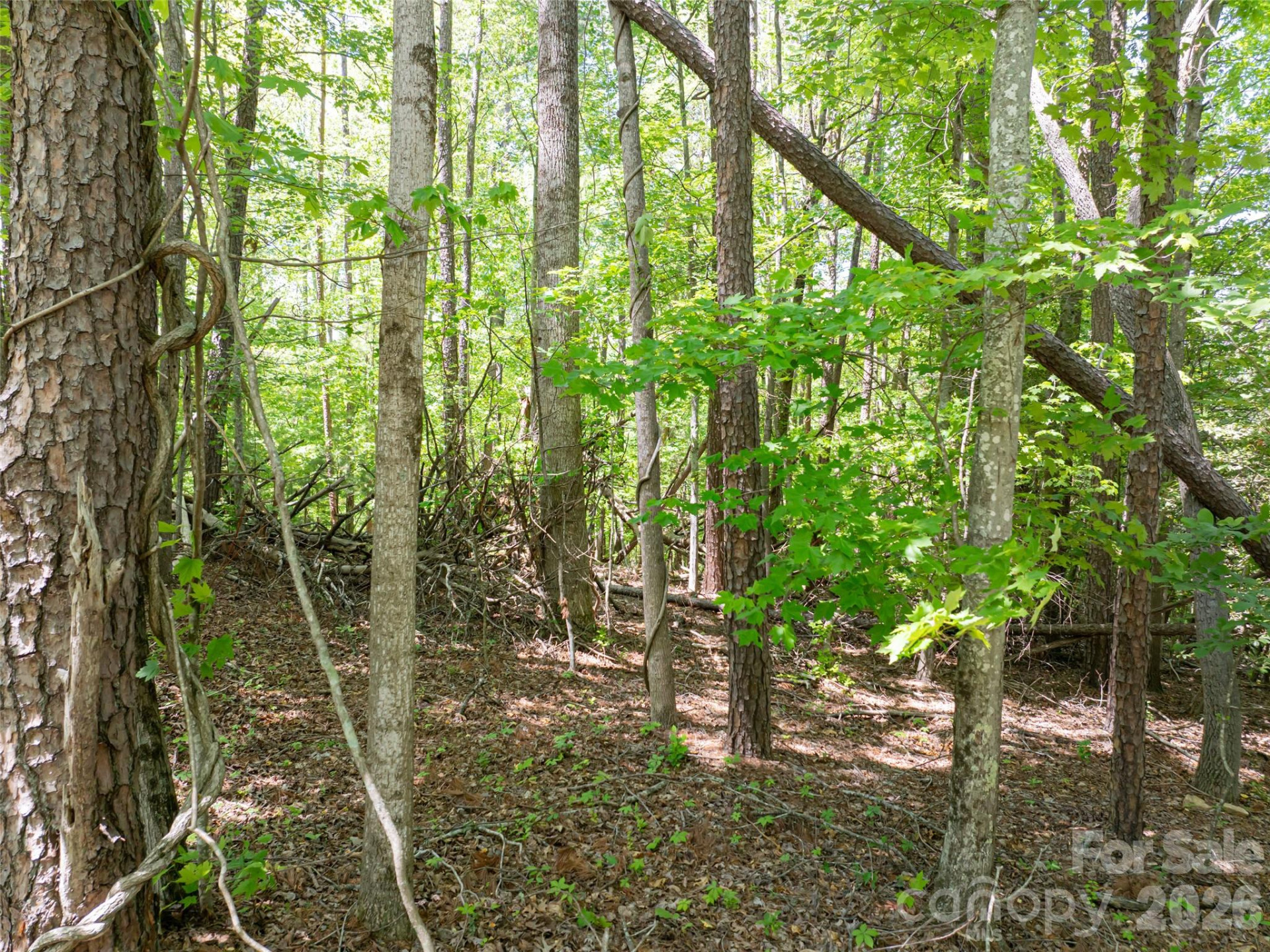 99999 Brevard Road - Photo 9