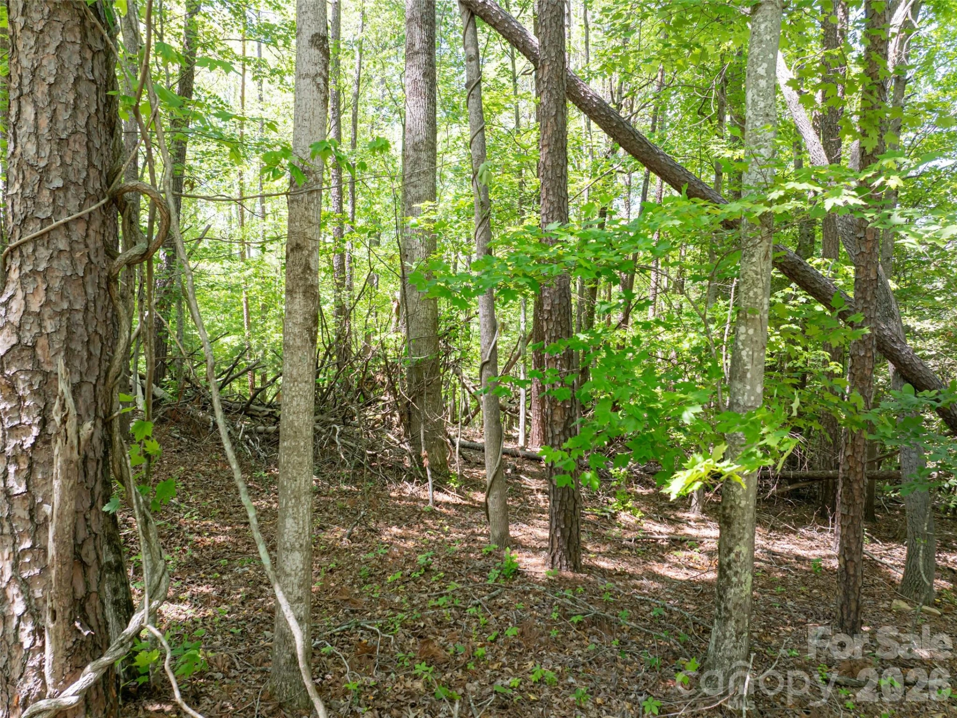 99999 Brevard Road - Photo 9